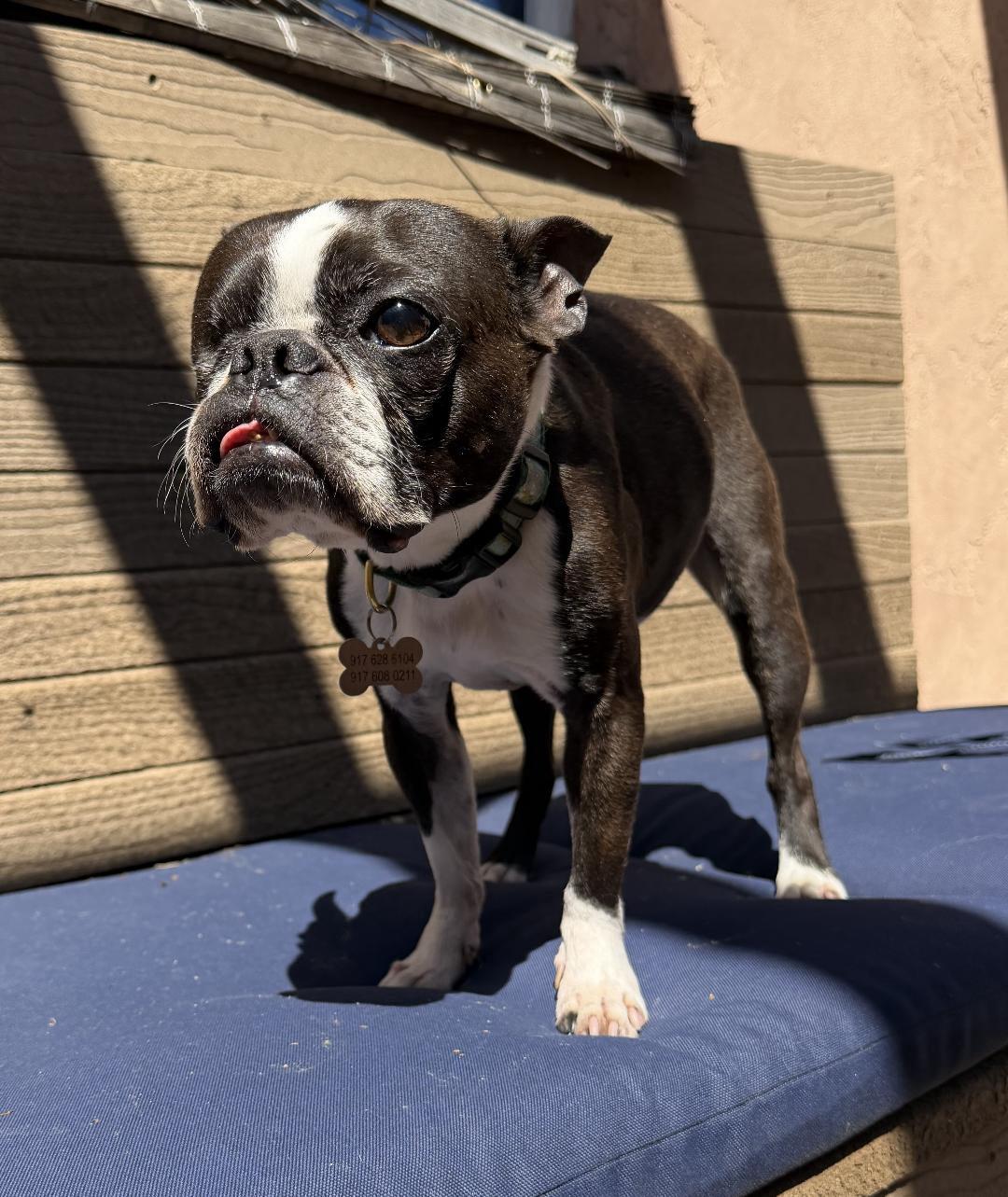 Chomper in CO, a ADOPTABLE Boston Terrier in Littleton, CO image 1/6
