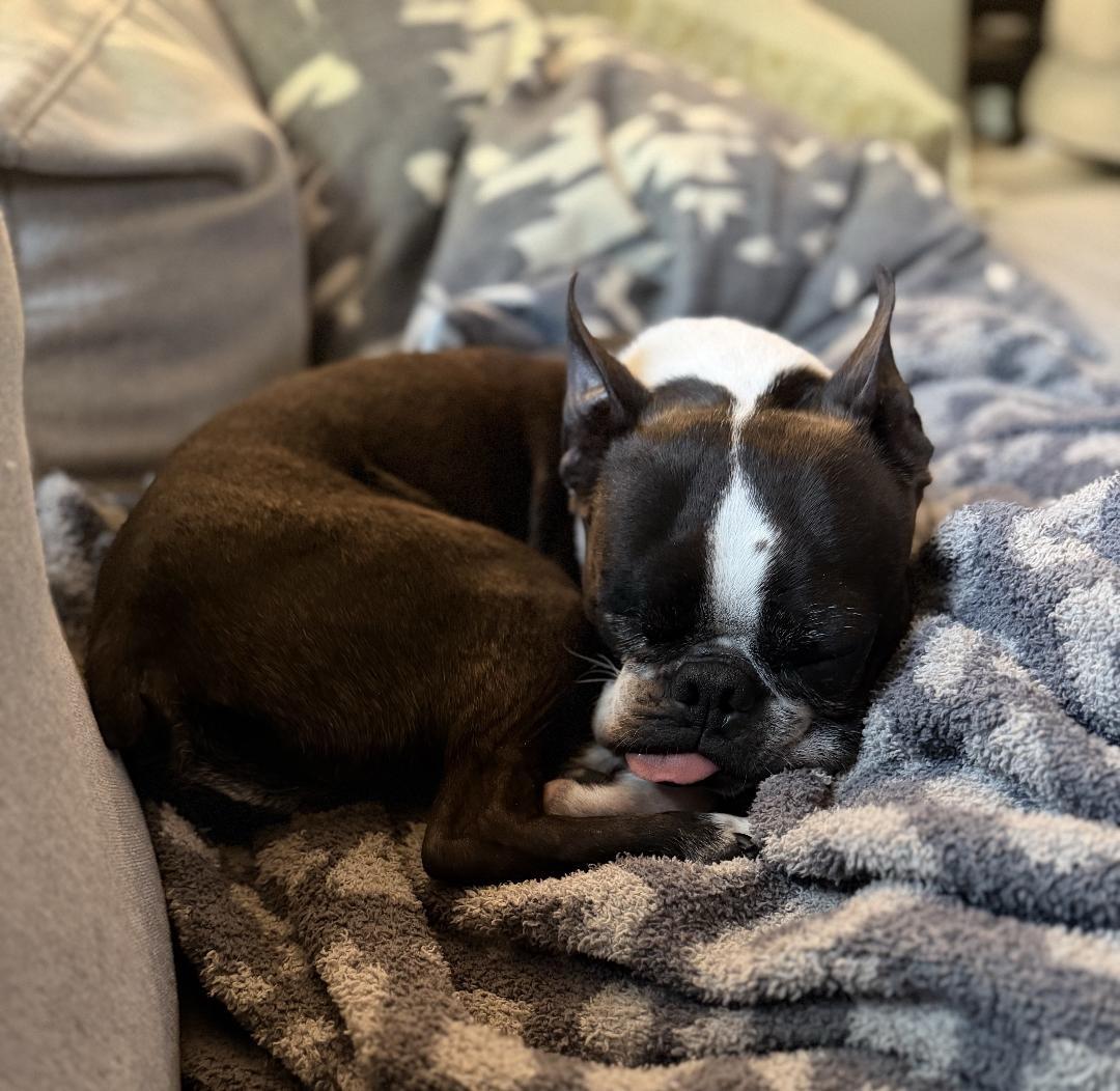 Chomper in CO, a ADOPTABLE Boston Terrier in Littleton, CO image 5/6