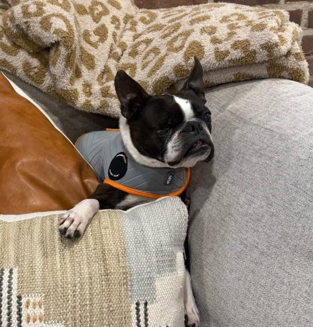 Chomper in CO, a ADOPTABLE Boston Terrier in Littleton, CO image 2/6