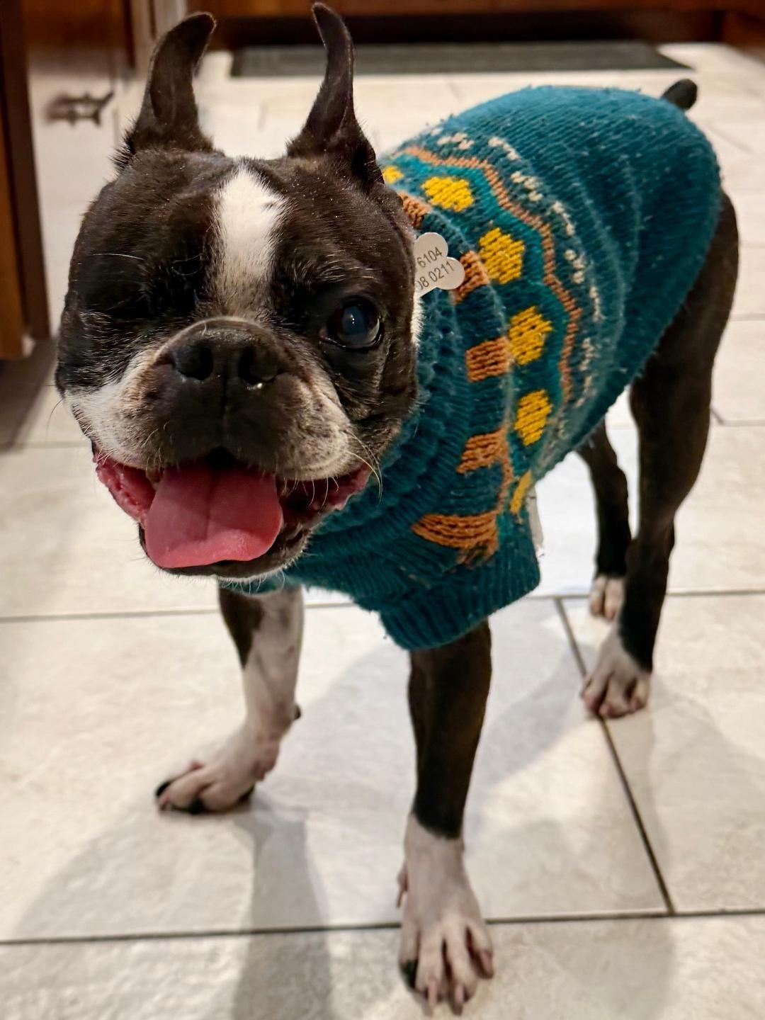 Chomper in CO, ADOPTABLE, Adult Male Boston Terrier.