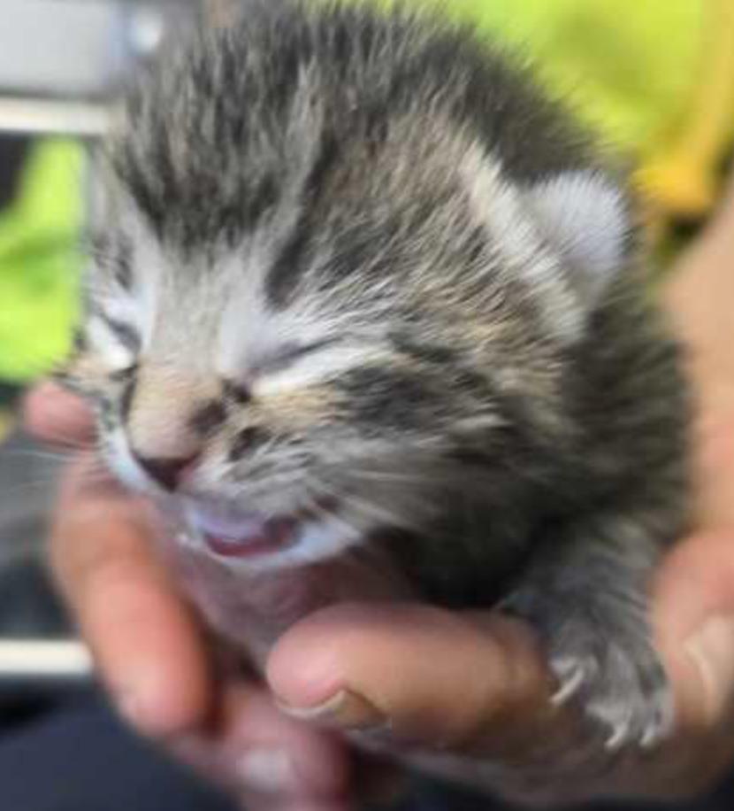 Pallas, ADOPTABLE, Kitten Female Domestic Short Hair.