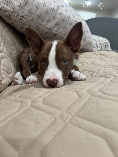 Enlarge Prince Charming , a Adopted mixed breed in roseville, CA image 6/6