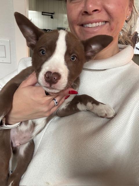 Prince Charming , ADOPTABLE, Puppy Male Australian Cattle Dog / Blue Heeler & American Staffordshire Terrier.