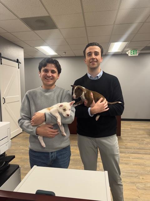 Prince Charming , a ADOPTABLE mixed breed in roseville, CA image 3/6