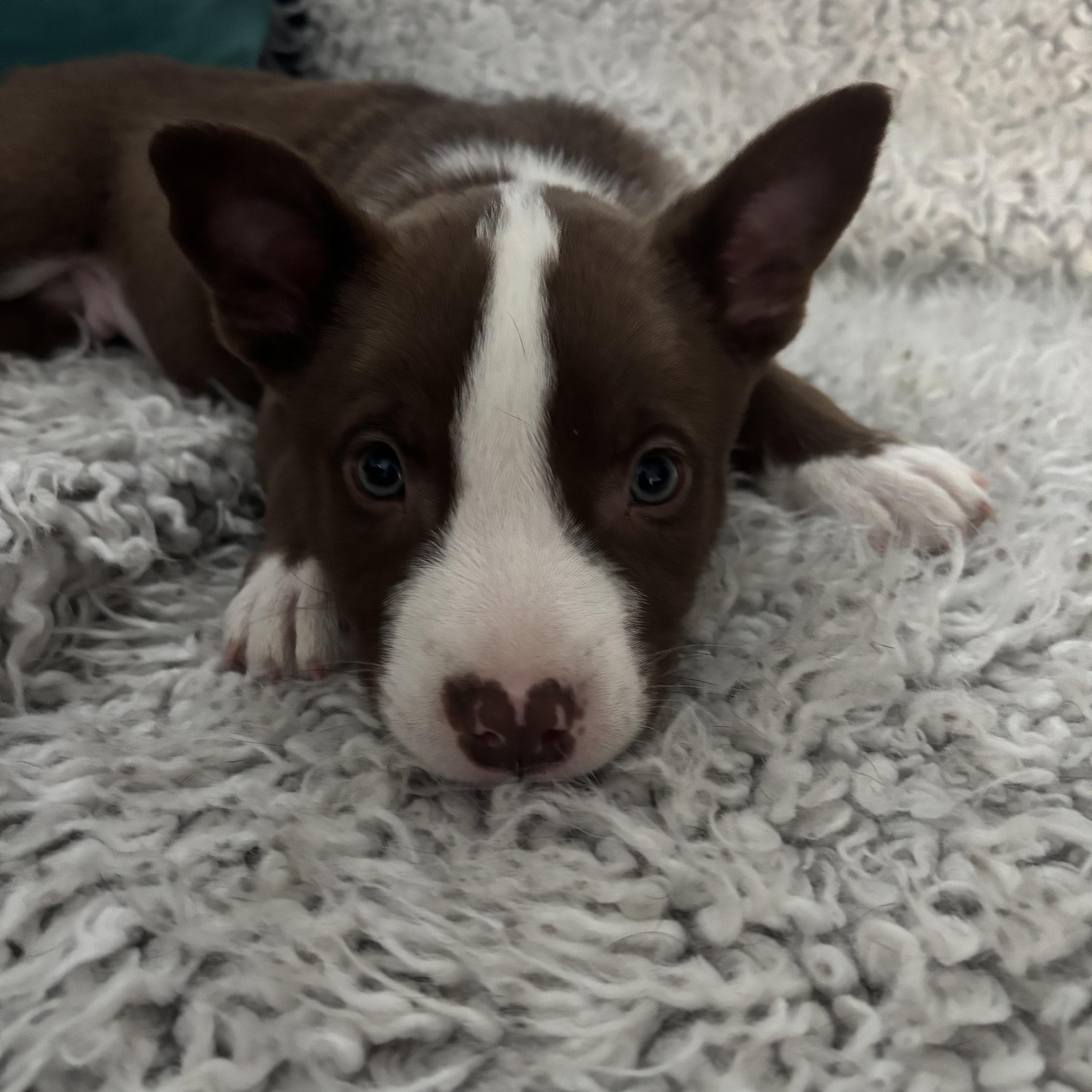 Prince Charming , ADOPTABLE, Puppy Male Australian Cattle Dog / Blue Heeler & American Staffordshire Terrier.