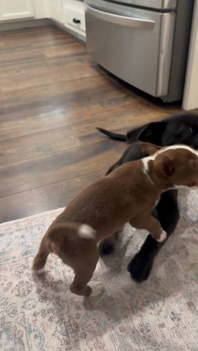 Enlarge Prince Charming , a ADOPTABLE mixed breed in roseville, CA video 4/6