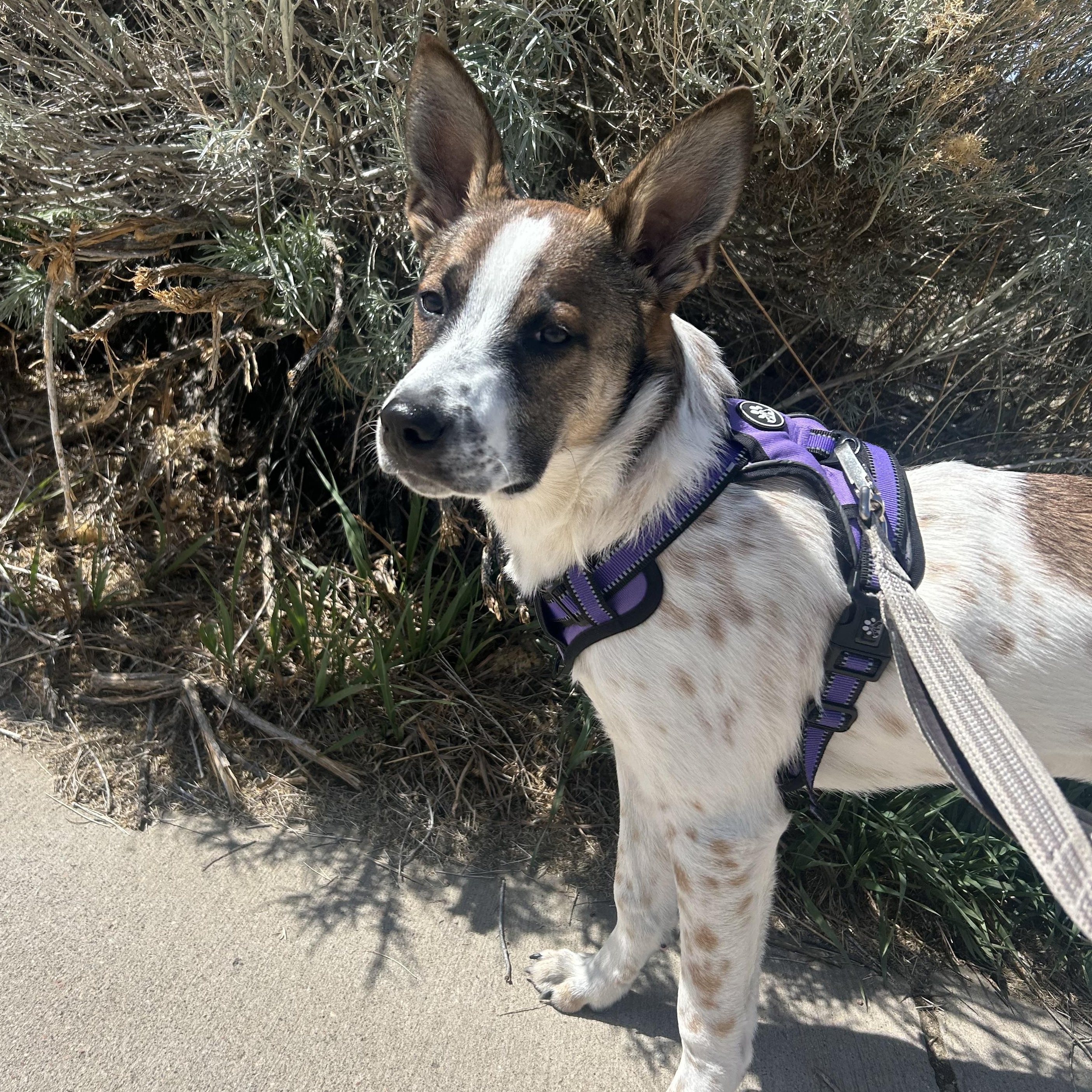 Enlarge Wichita “Quincy”, a ADOPTABLE mixed breed in Colorado Springs, CO image 2/5