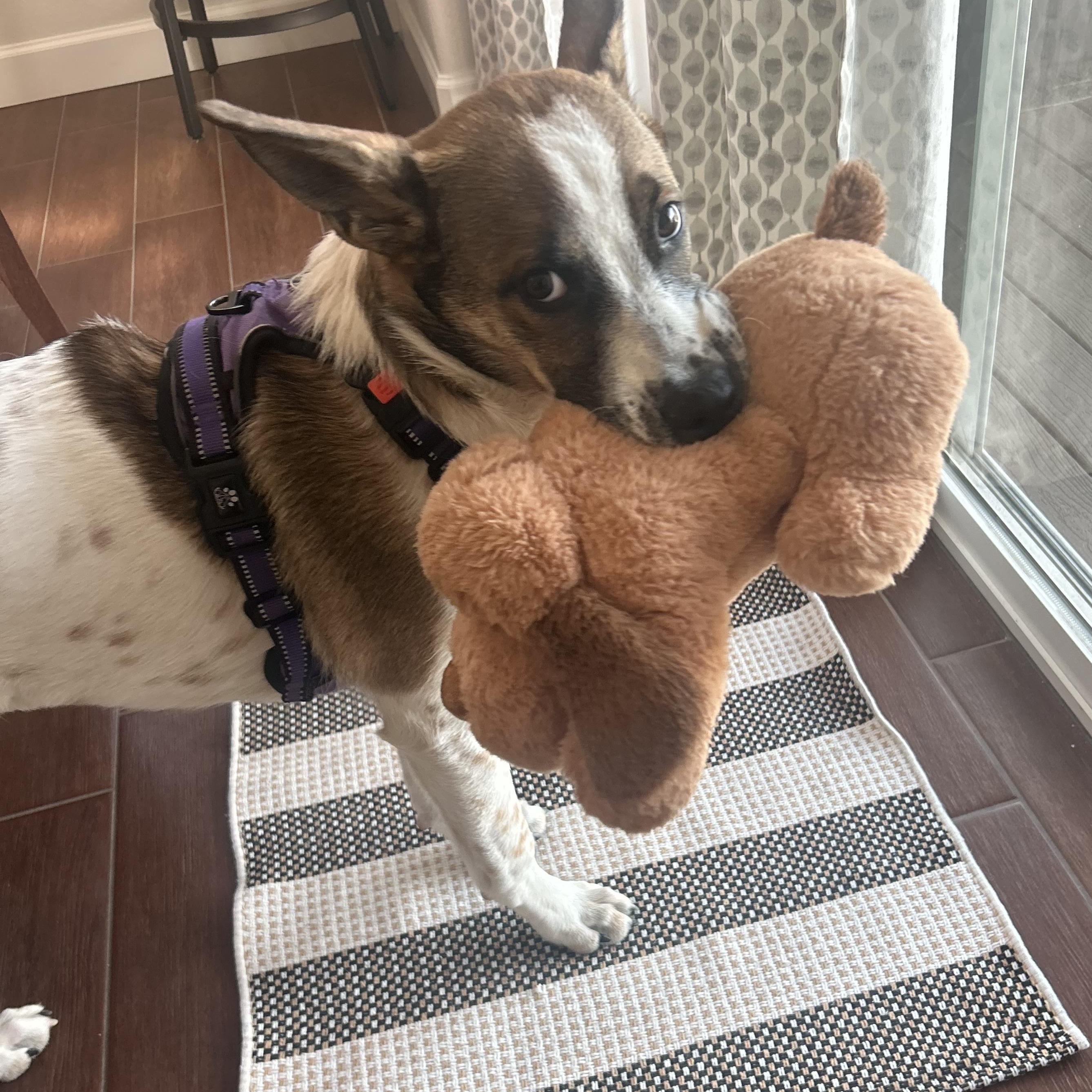 Enlarge Wichita “Quincy”, a ADOPTABLE mixed breed in Colorado Springs, CO image 1/5