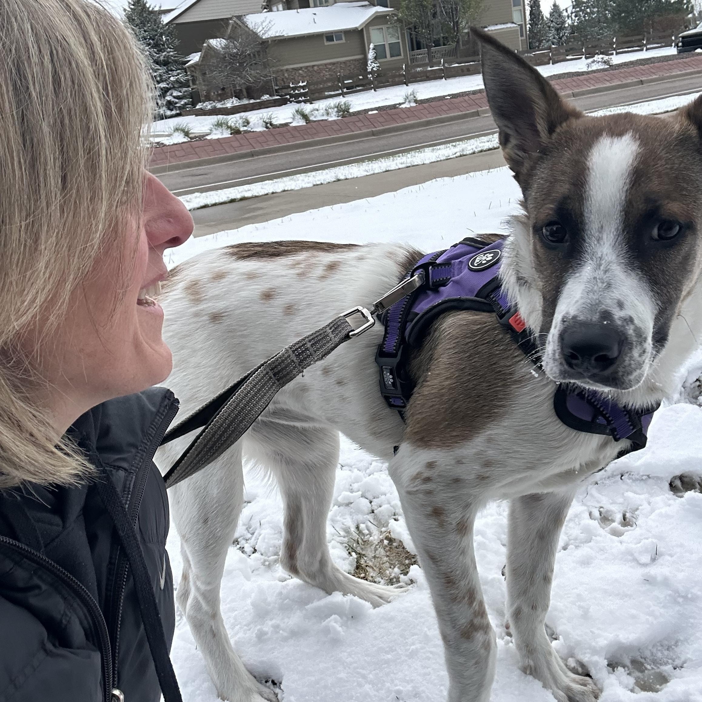 Enlarge Wichita “Quincy”, a ADOPTABLE mixed breed in Colorado Springs, CO image 5/5