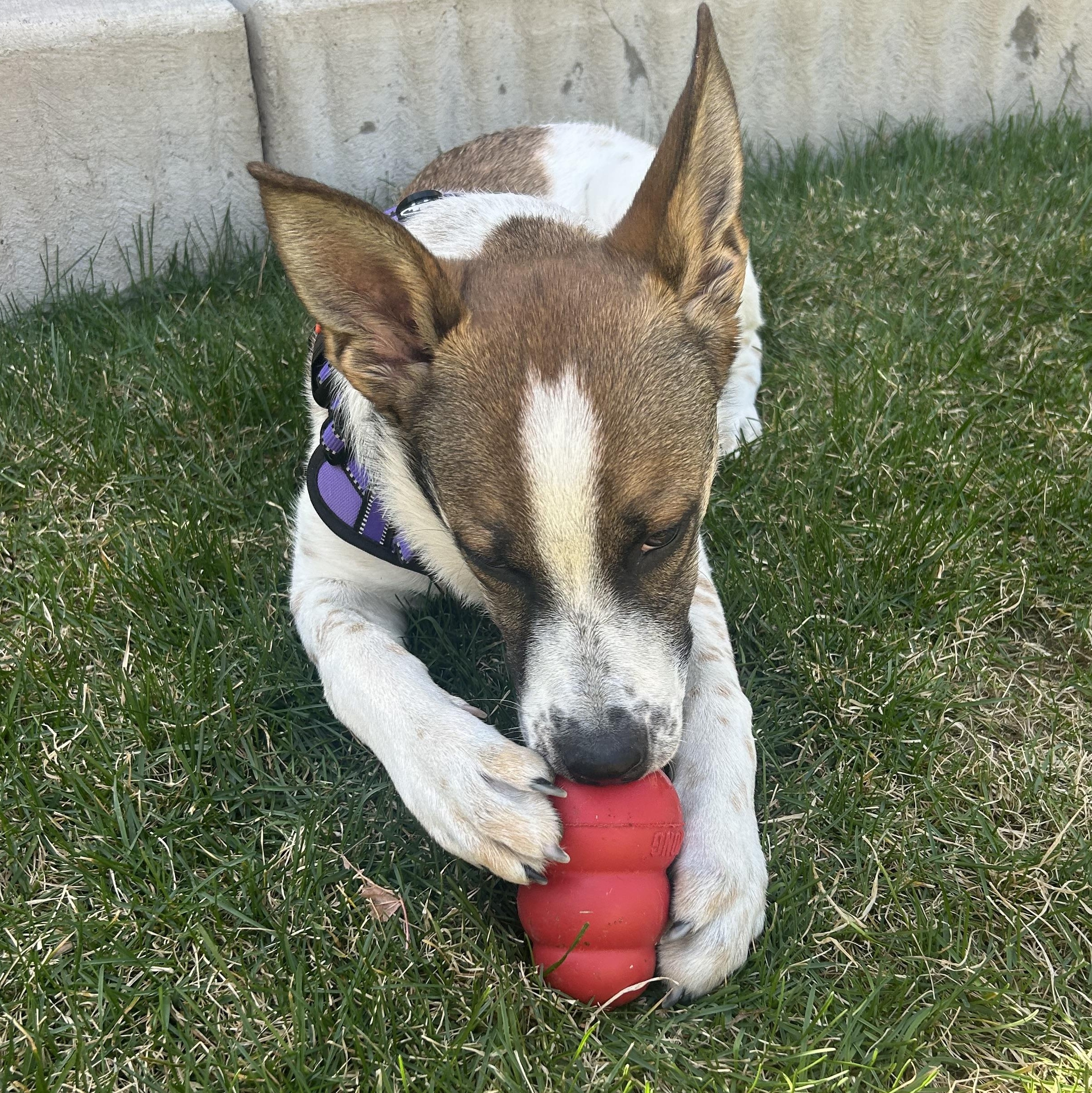 Enlarge Wichita “Quincy”, a ADOPTABLE mixed breed in Colorado Springs, CO image 3/5