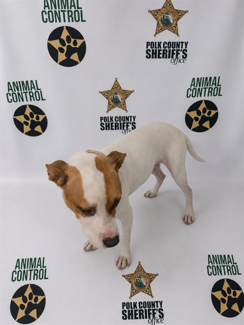 BOWSER, Adoptable, Adult Male Labrador Retriever.