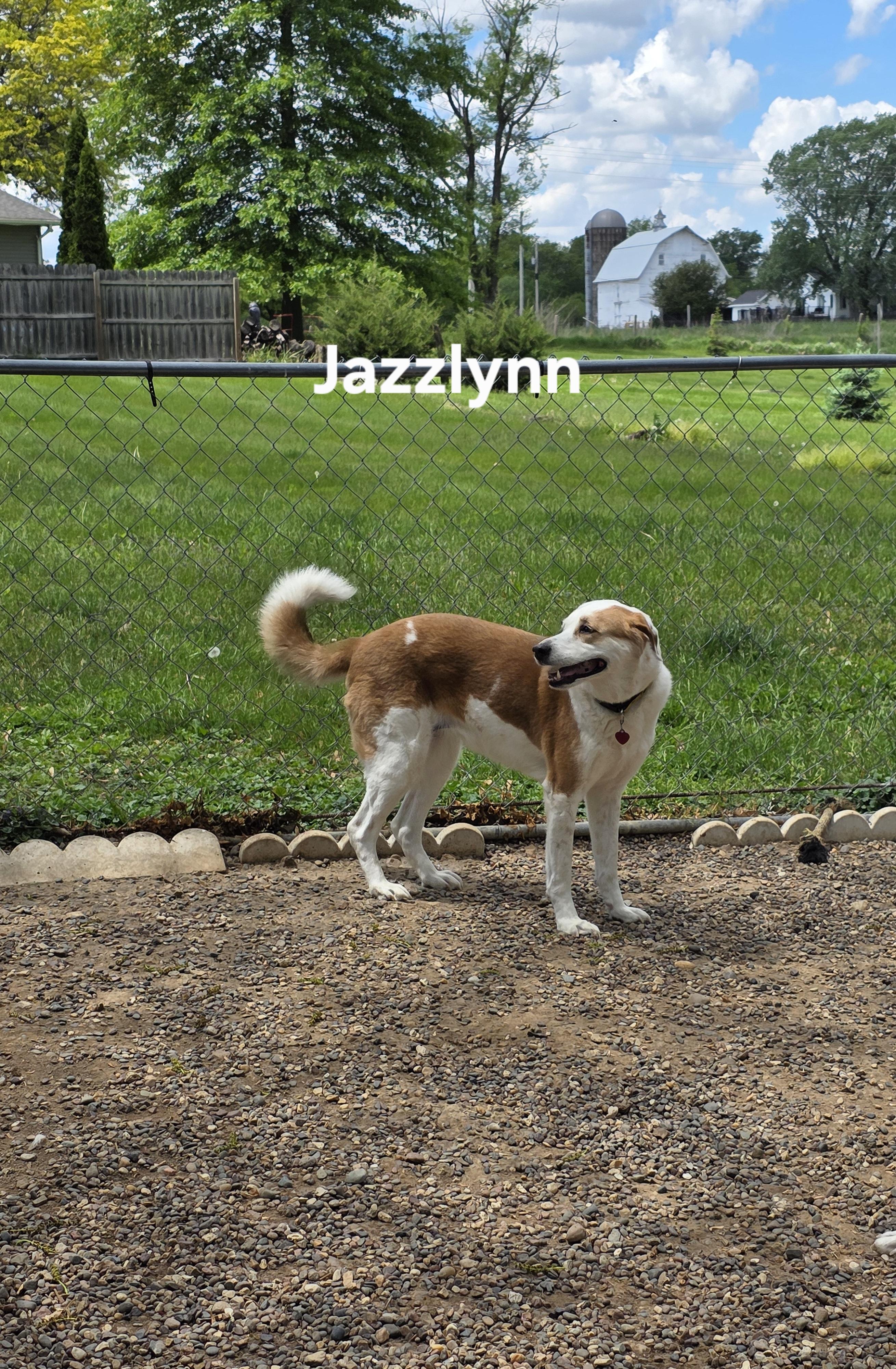 Jazzlynn photo 6