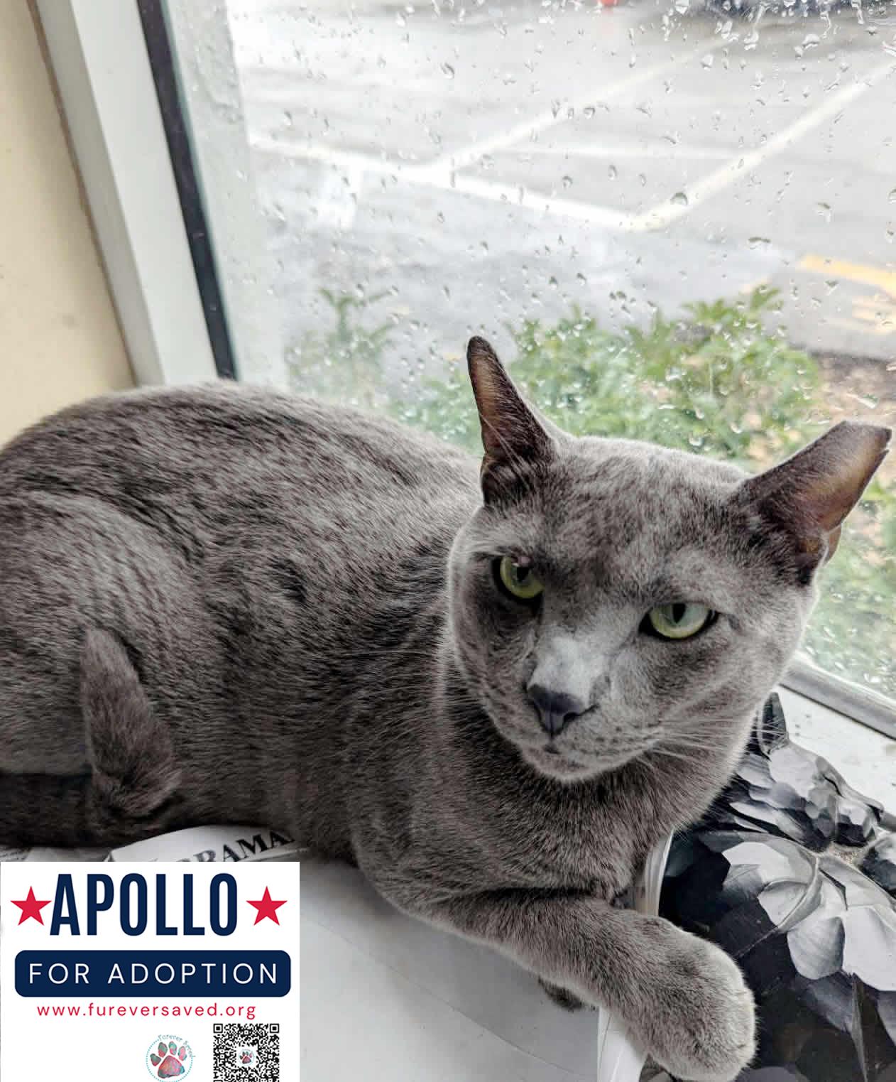 Apollo