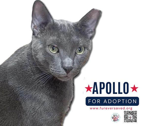 Apollo