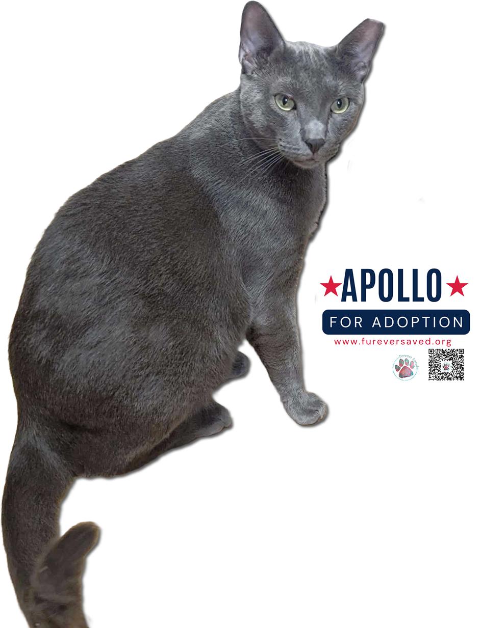 Apollo