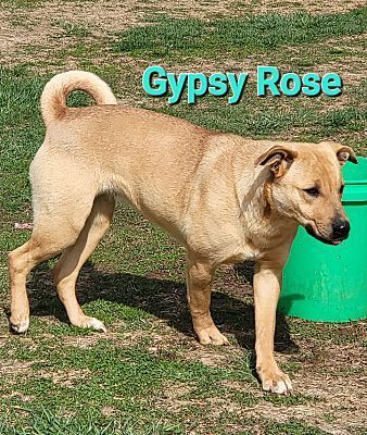 Gypsy Rose , Adult Female Labrador Retriever