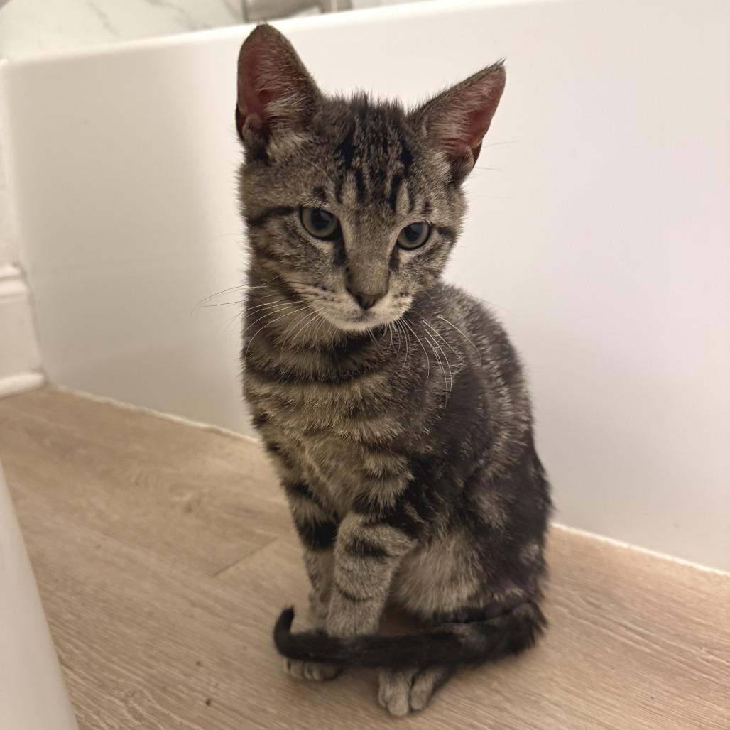 Melvin, a Adoptable Domestic Short Hair in Folsom, LA image 1/2