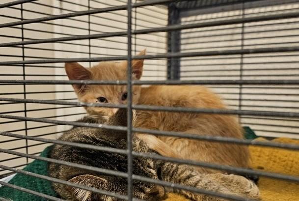 Enlarge Nelson, a Adoptable Domestic Short Hair in Thatcher, AZ image 1/1