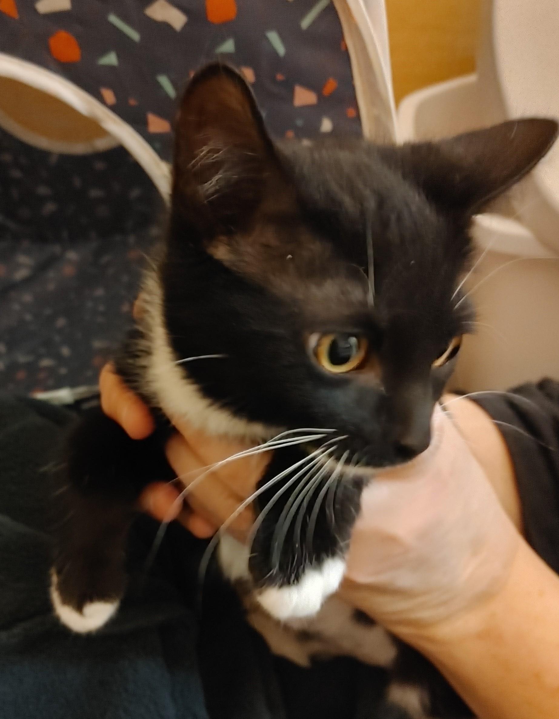 Penny, a Adoptable Domestic Short Hair in Waynesboro, VA image 4/5