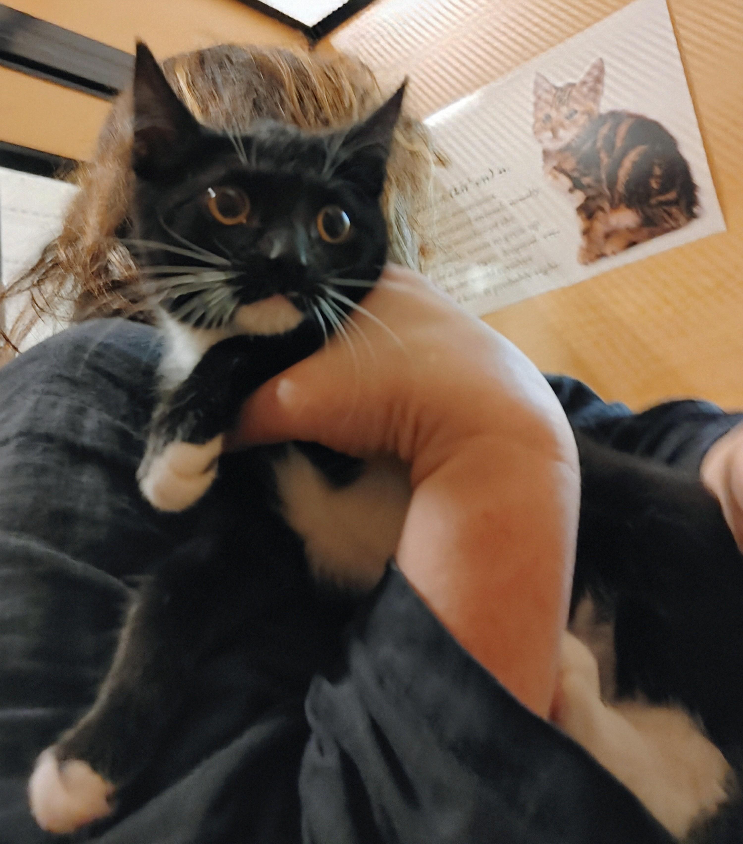 Penny, a Adoptable Domestic Short Hair in Waynesboro, VA image 1/5