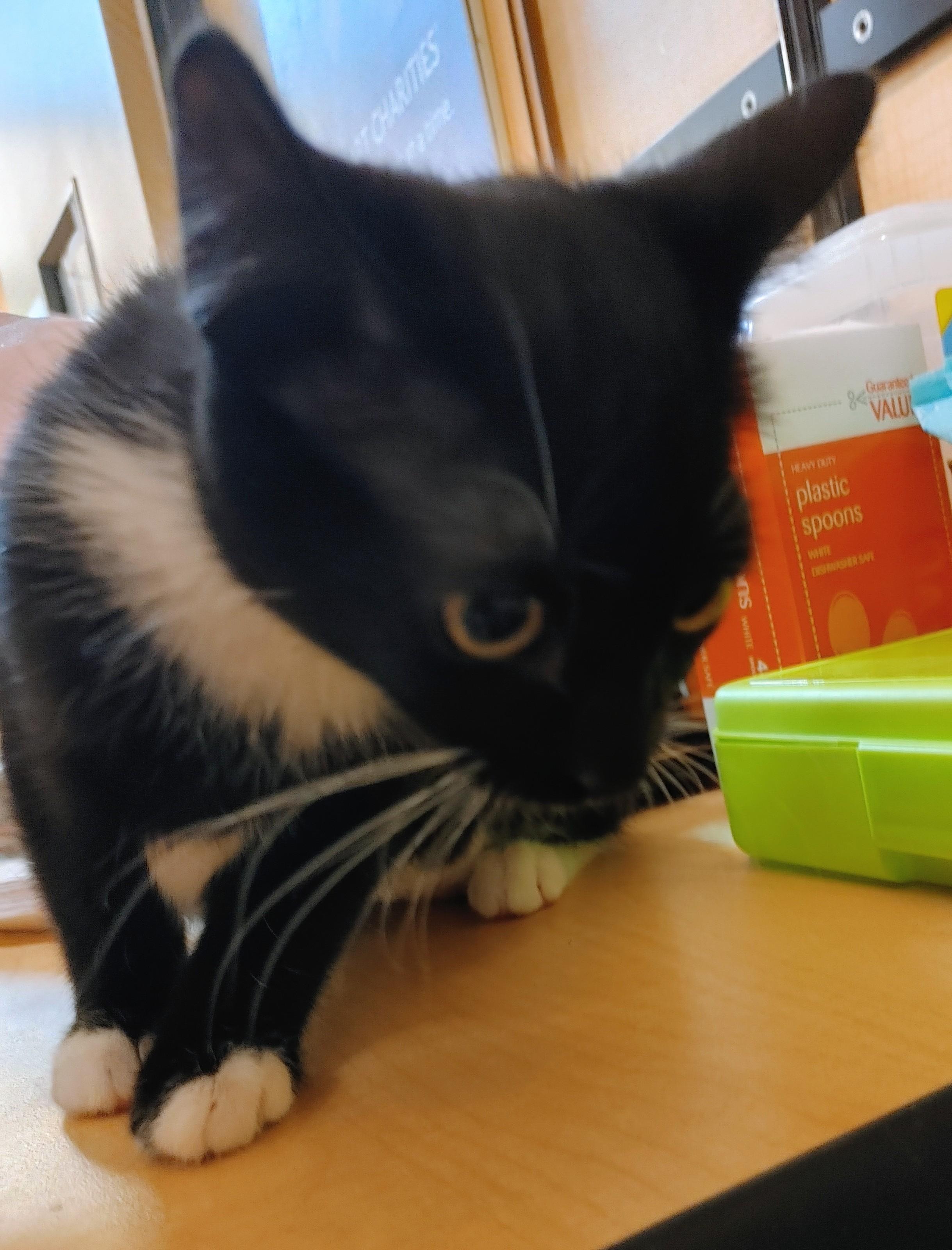 Penny, a Adoptable Domestic Short Hair in Waynesboro, VA image 5/5