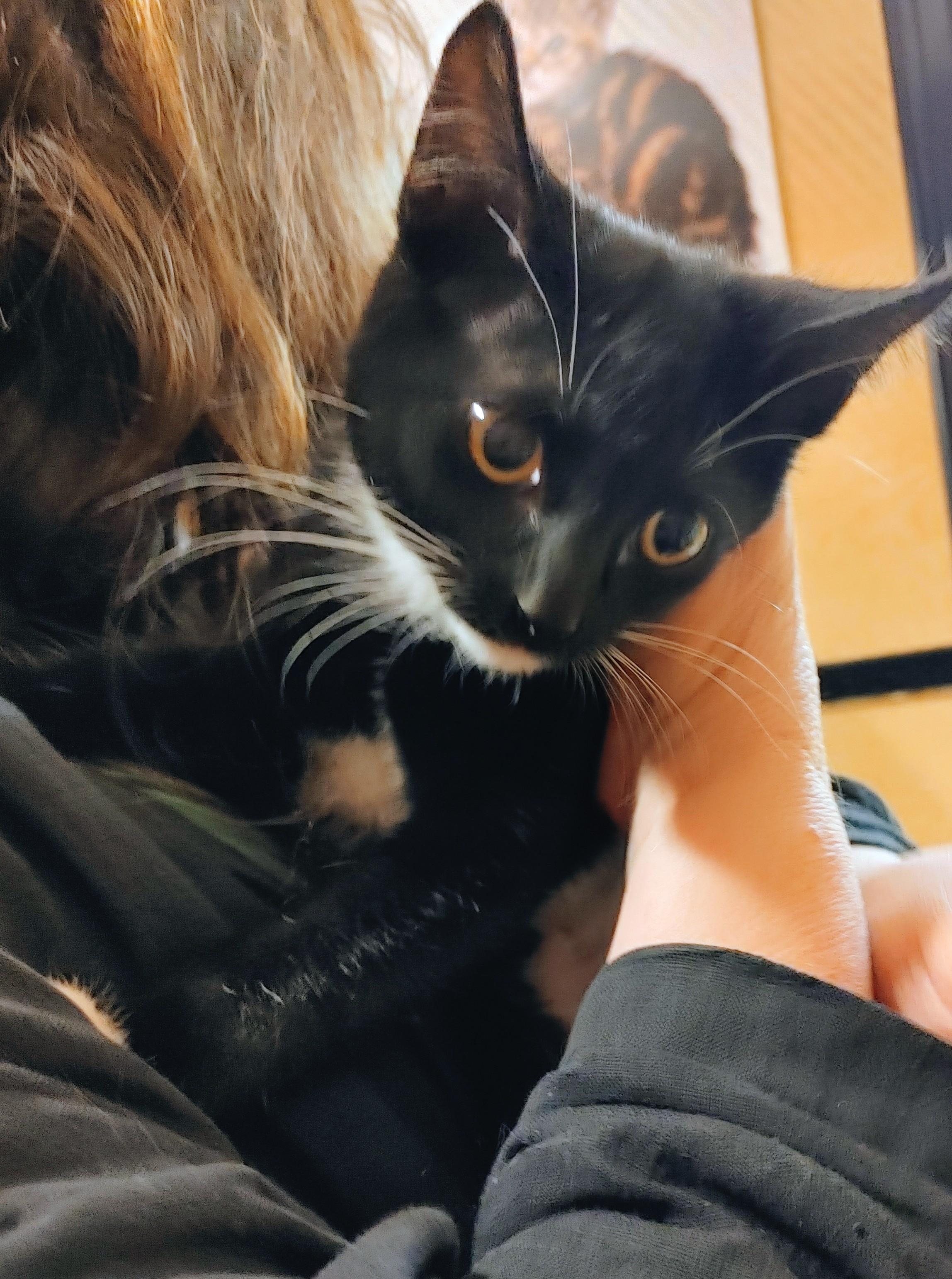 Penny, a Adoptable Domestic Short Hair in Waynesboro, VA image 2/5