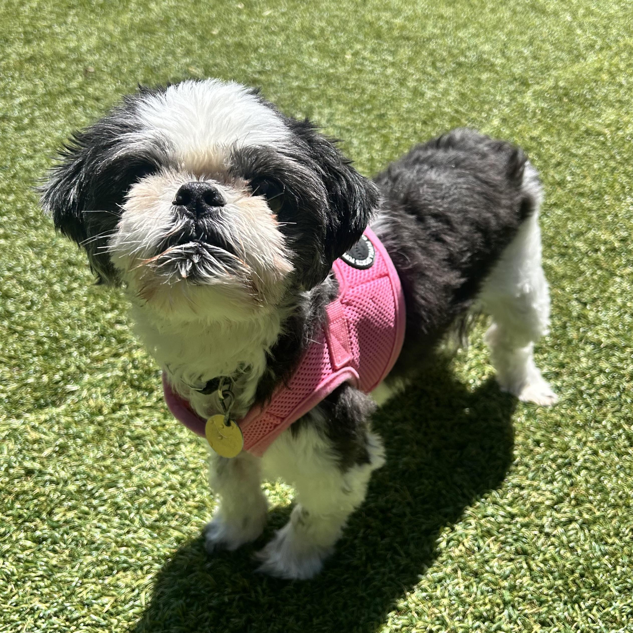 Zoey, adopted, Senior Female Shih Tzu.