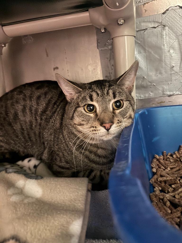 Dozer, Adoptable, Adult Male Domestic Short Hair.