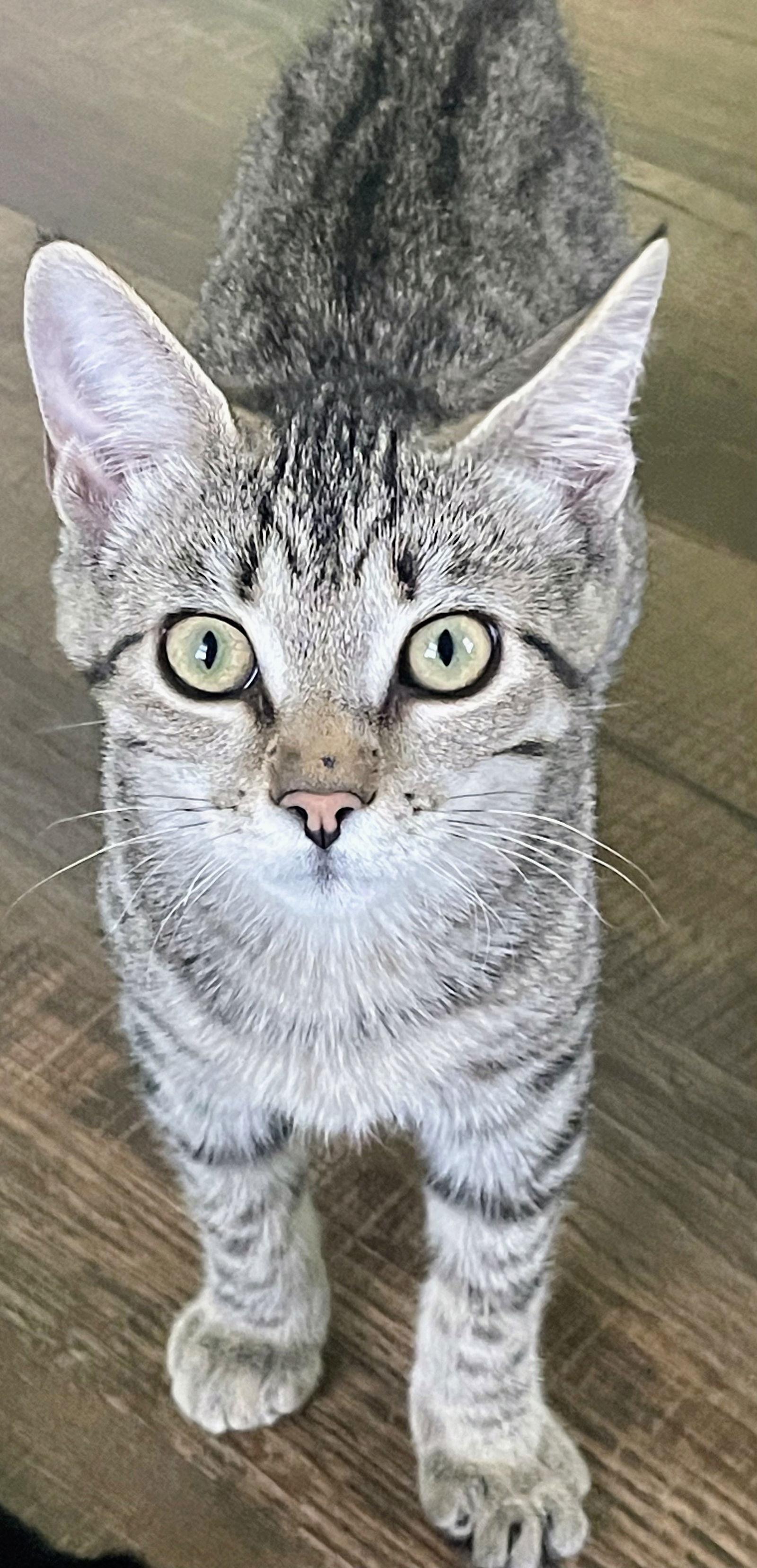 Dolly Kitten, Adoptable, Kitten Female Domestic Short Hair.