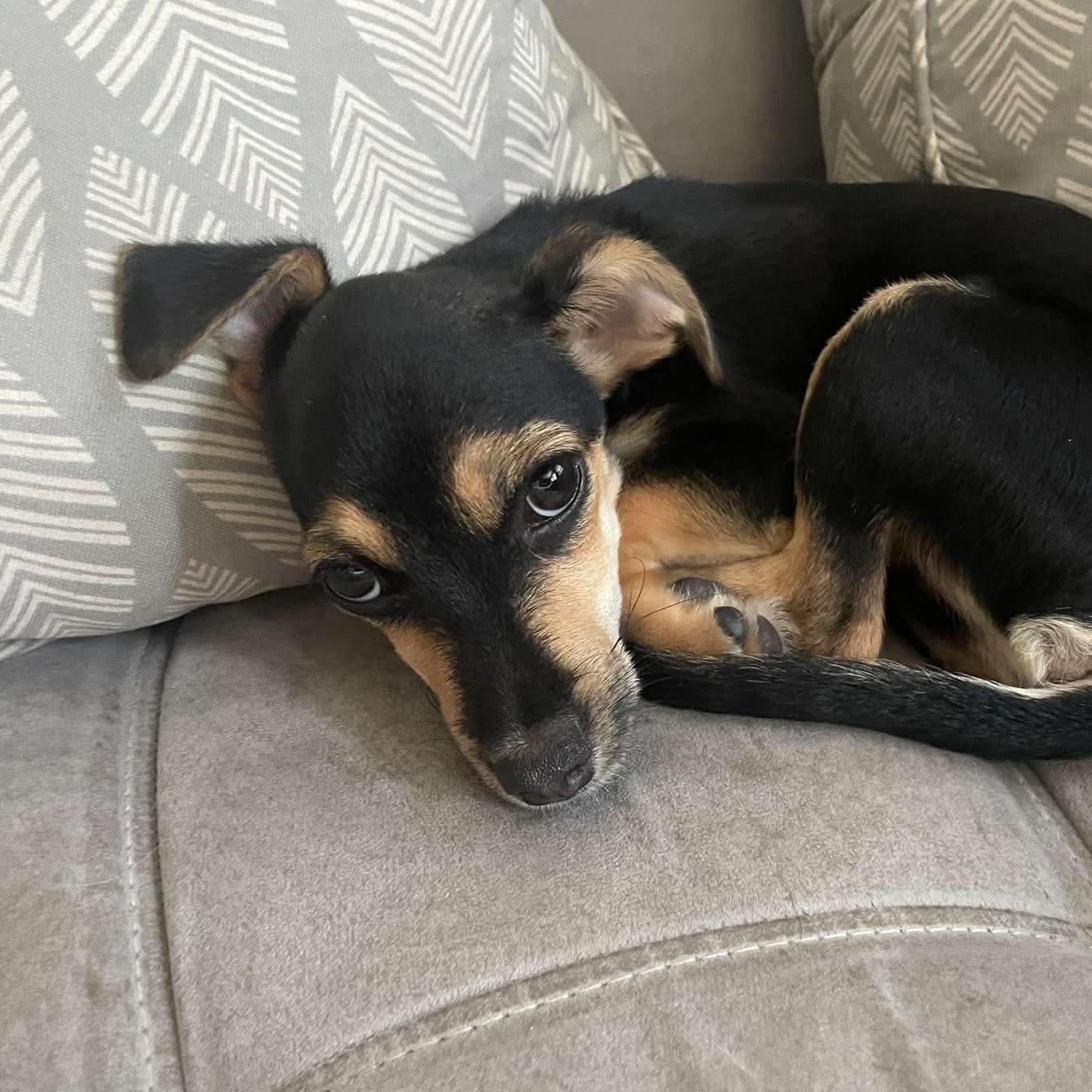 Enlarge Milo, a Adopted mixed breed in San Antonio, TX image 6/6