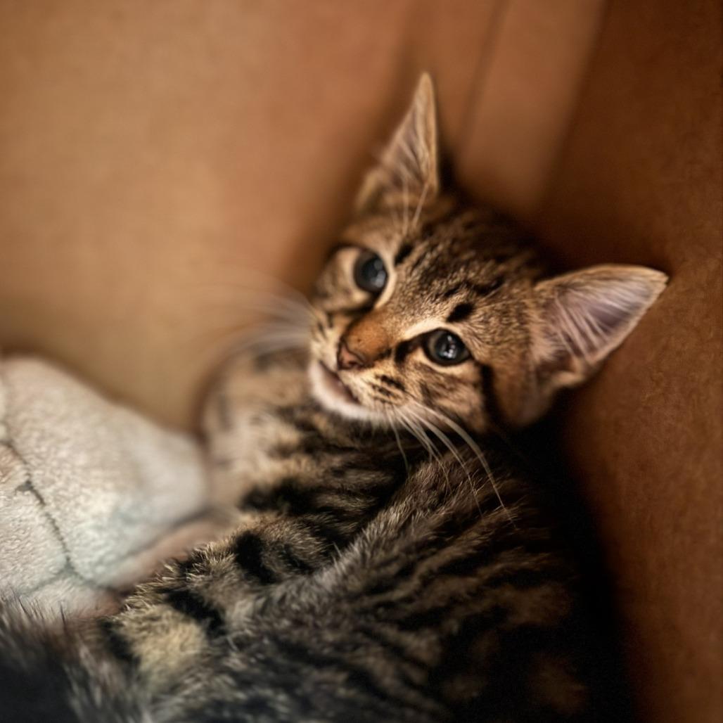 Enlarge Skully, a Adoptable Domestic Short Hair in Starkville, MS image 1/1