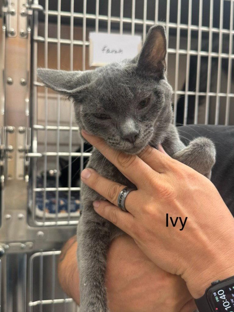 Ivy, Adoptable, Young Female Domestic Short Hair & Russian Blue.