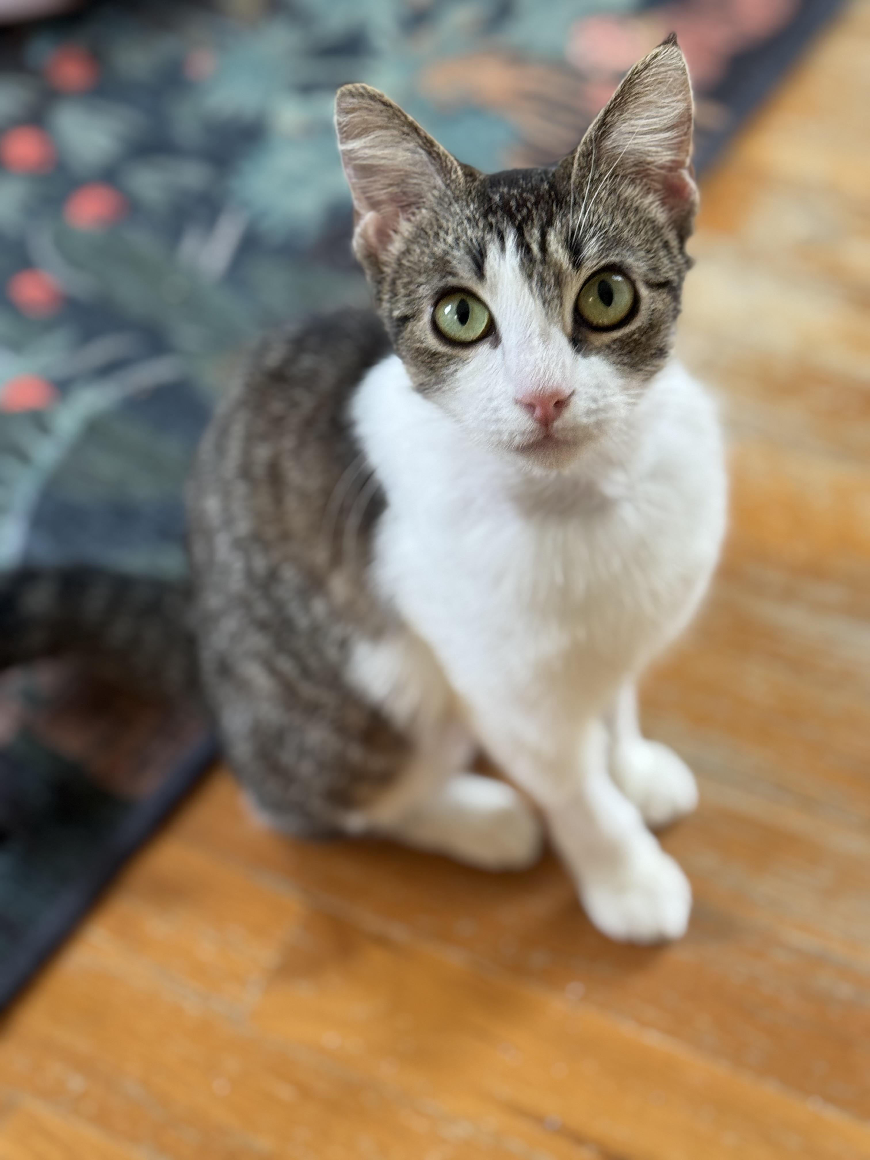 Charlotte, Adopted, Young Female Domestic Short Hair.