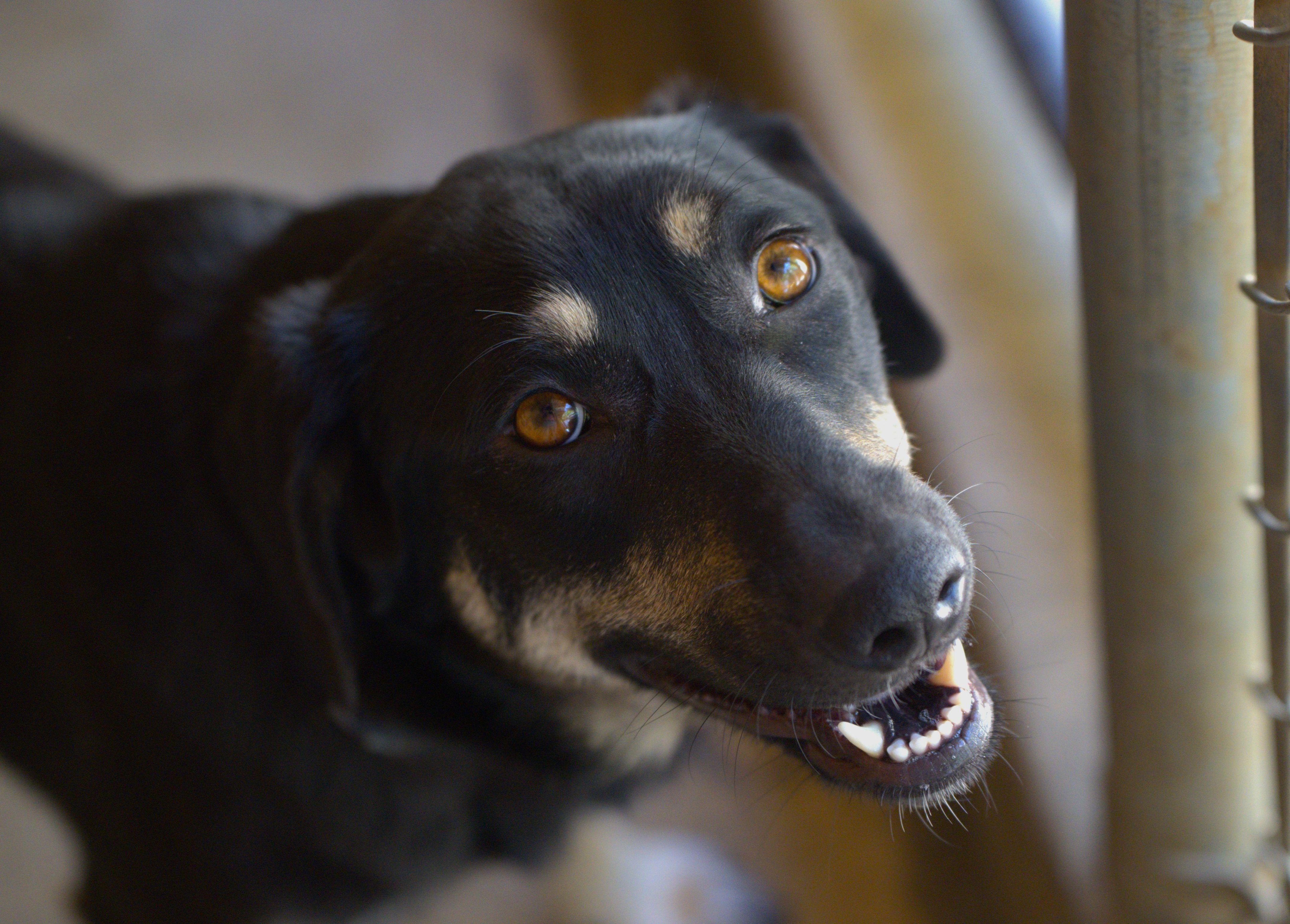Enlarge Natcha, a Adoptable mixed breed in Hoquiam, WA image 2/6