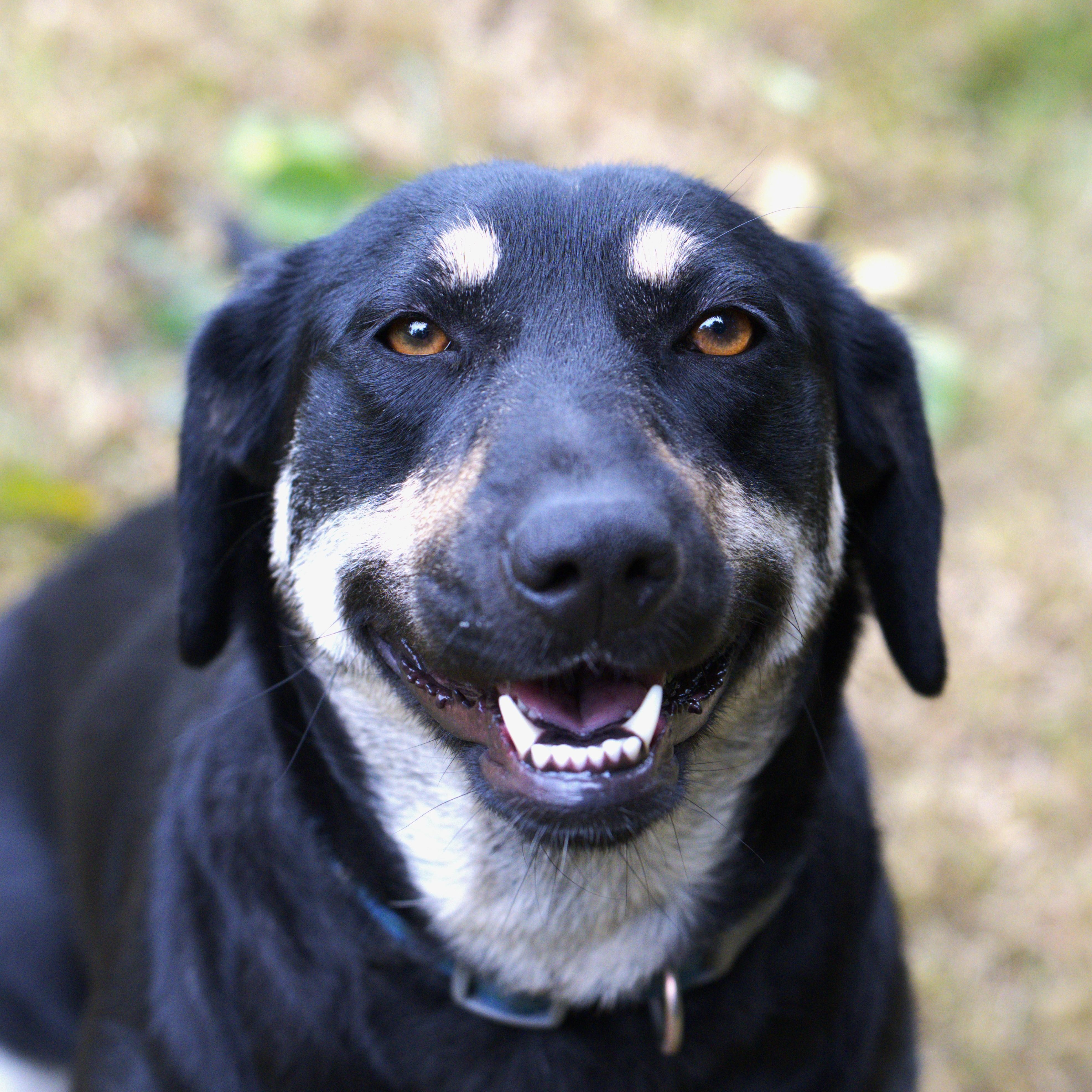 Natcha, Adoptable, Adult Female Labrador Retriever.