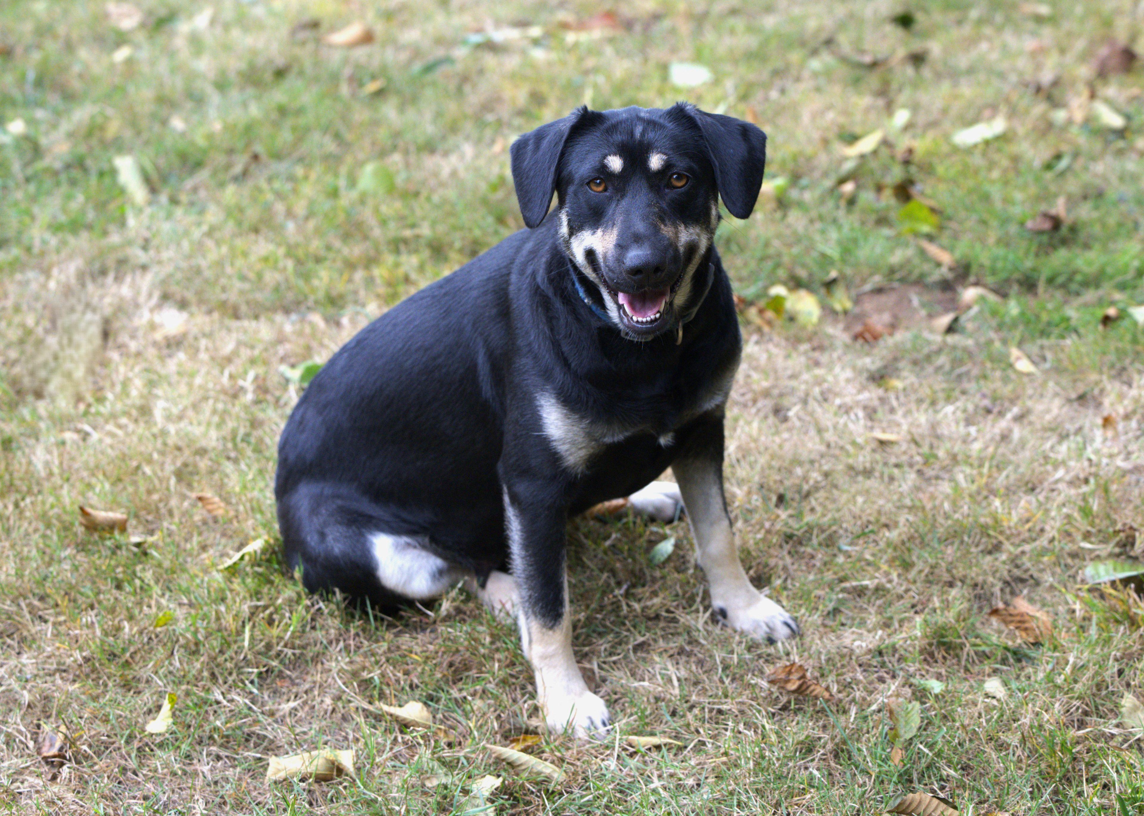 Enlarge Natcha, a Adoptable mixed breed in Hoquiam, WA image 4/6