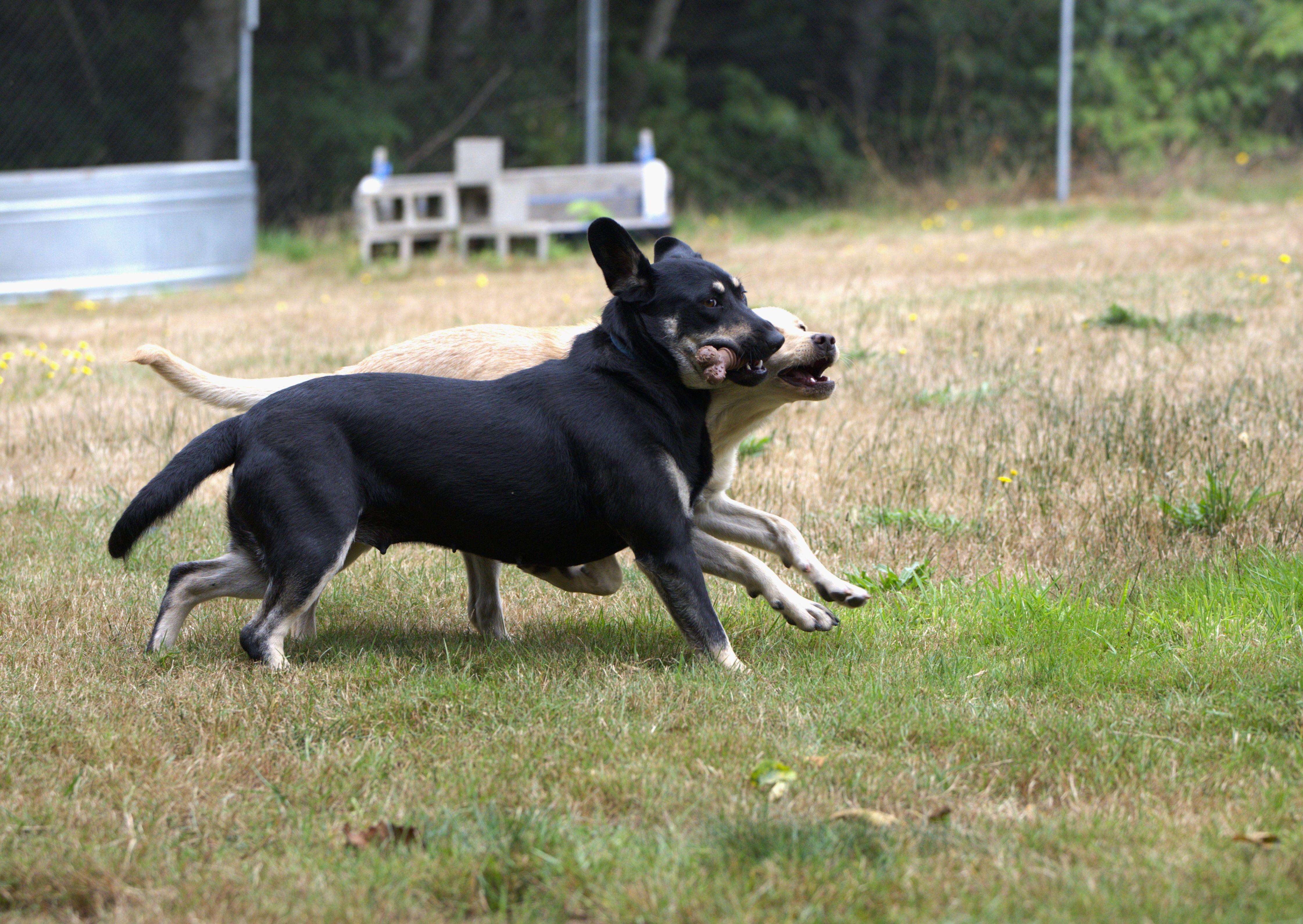 Enlarge Natcha, a Adoptable mixed breed in Hoquiam, WA image 3/6