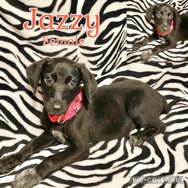 Jazzy