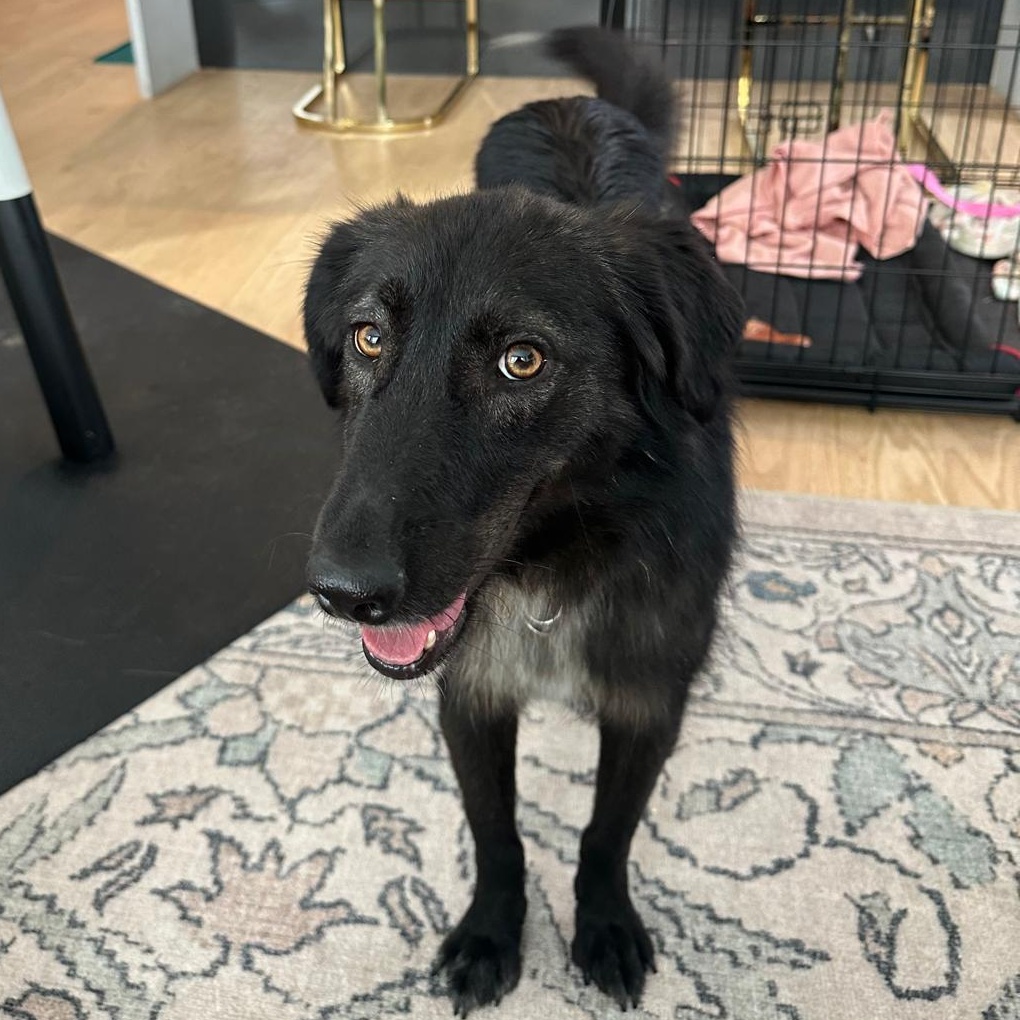 Raya, adopted, Young Female Canaan Dog.