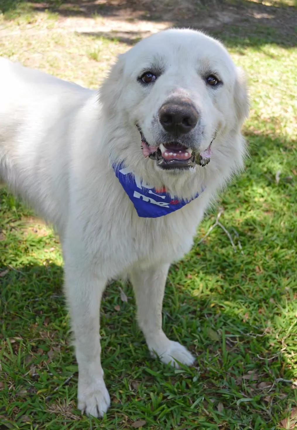 Enlarge Monte - in Maine, a ADOPTABLE Great Pyrenees in Kennebunkport, ME image 2/5