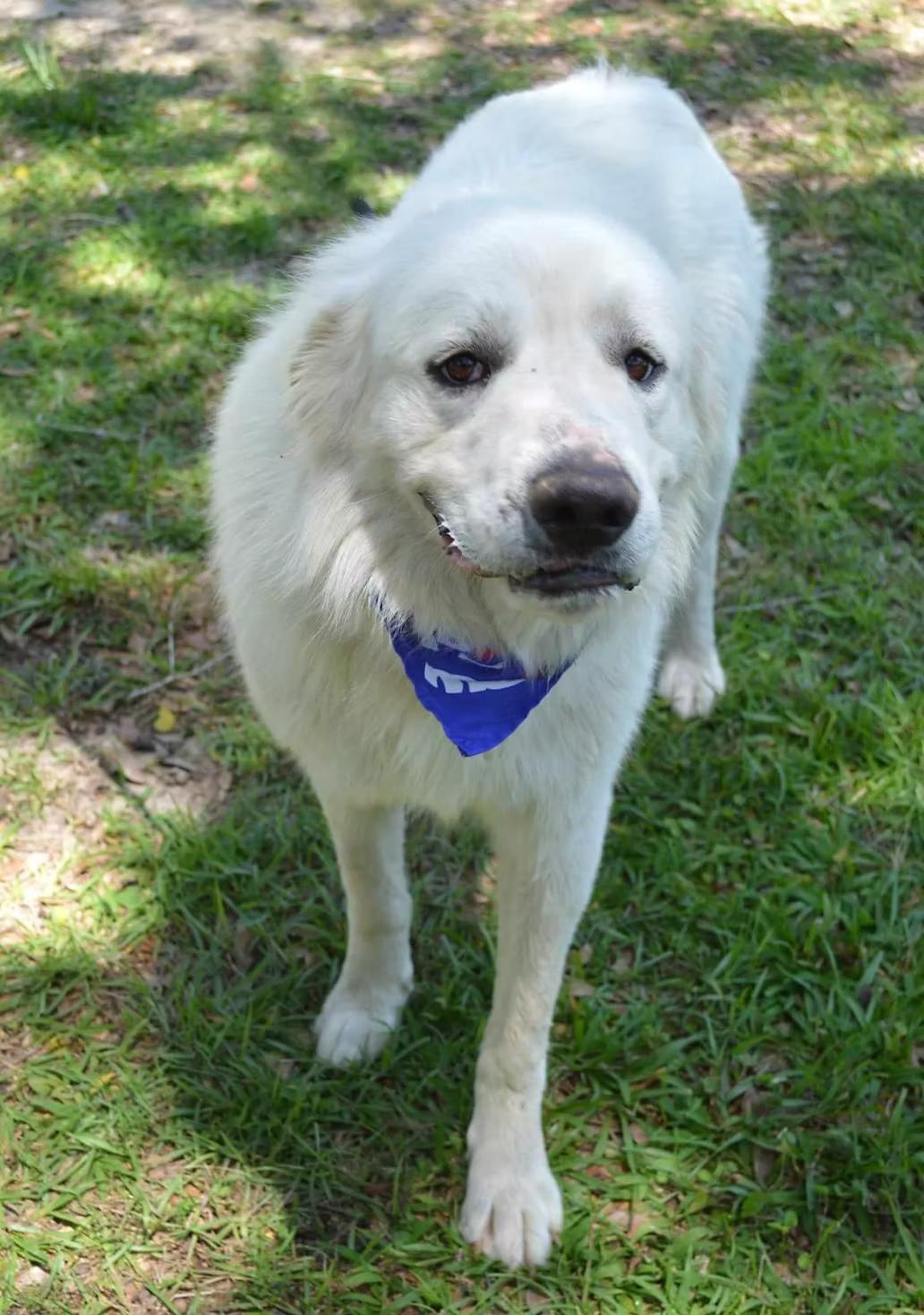 Enlarge Monte - in Maine, a ADOPTABLE Great Pyrenees in Kennebunkport, ME image 4/5