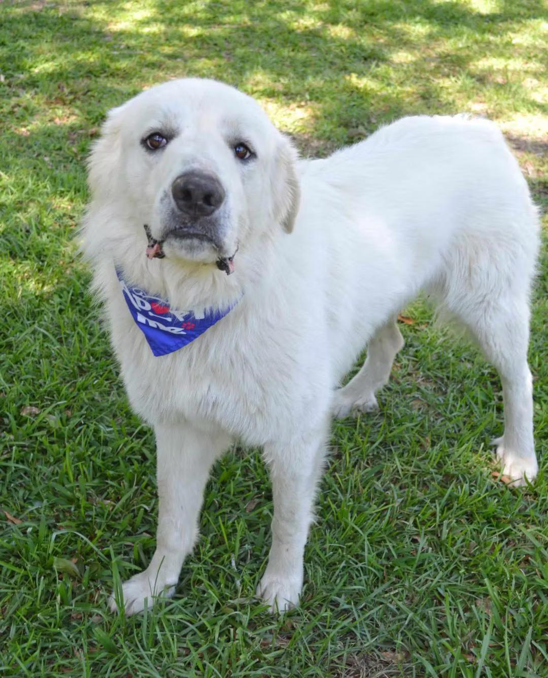 Enlarge Monte - in Maine, a ADOPTABLE Great Pyrenees in Kennebunkport, ME image 1/5