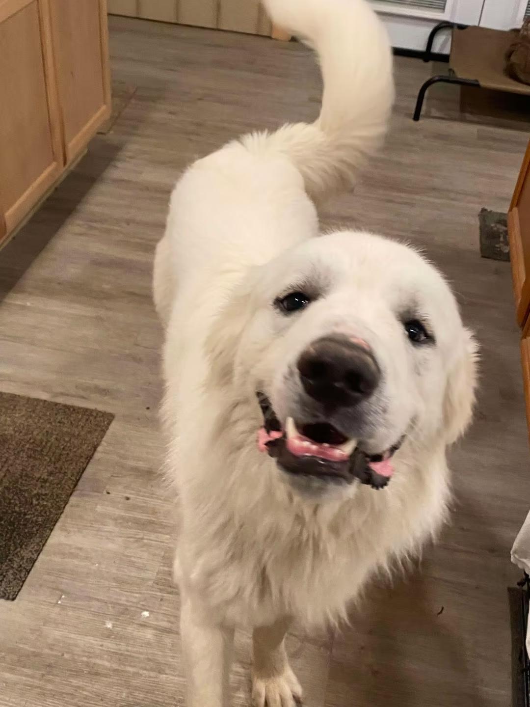 Enlarge Monte - in Maine, a ADOPTABLE Great Pyrenees in Kennebunkport, ME image 3/5