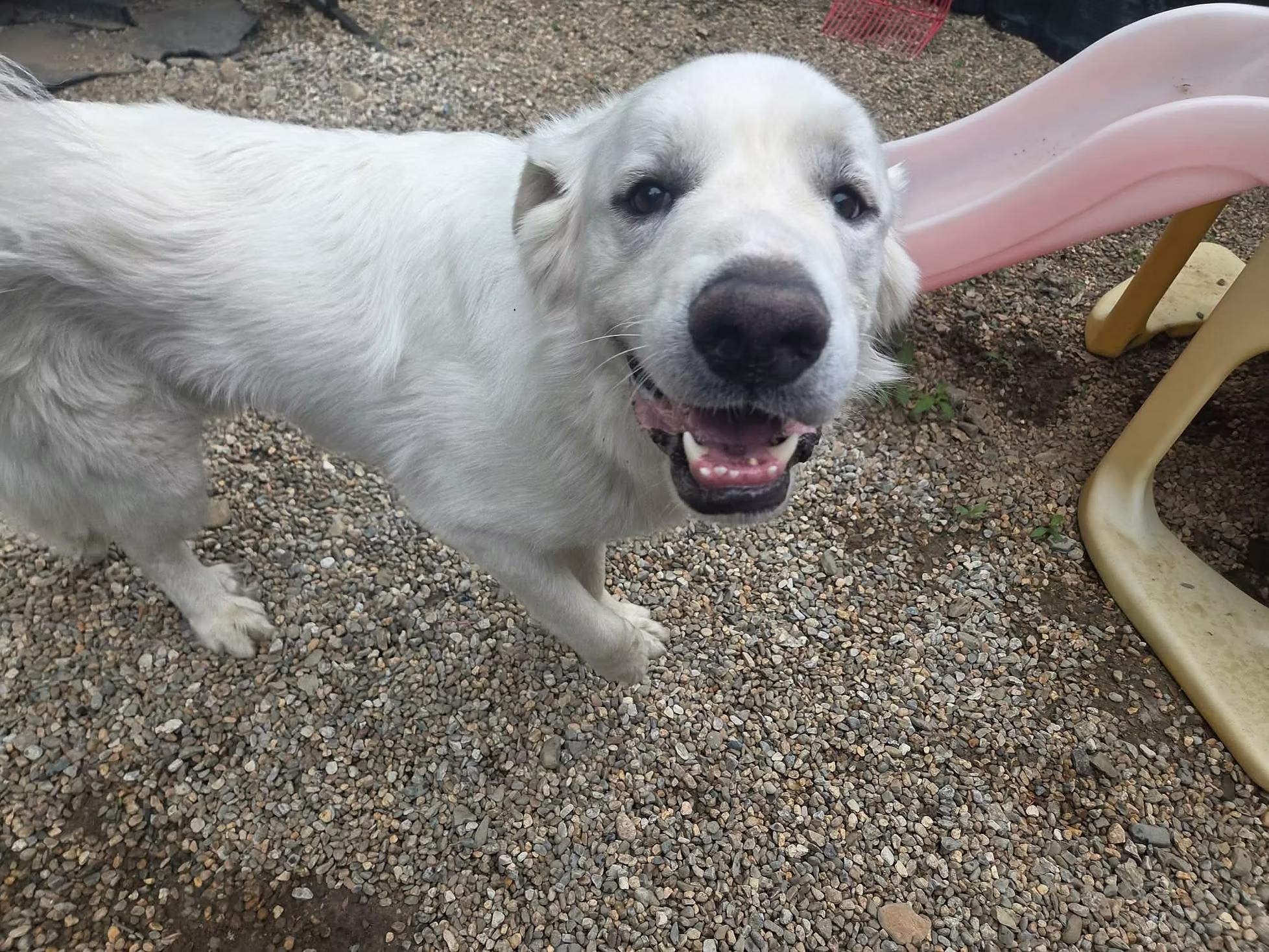 Enlarge Monte - in Maine, a ADOPTABLE Great Pyrenees in Kennebunkport, ME image 5/5