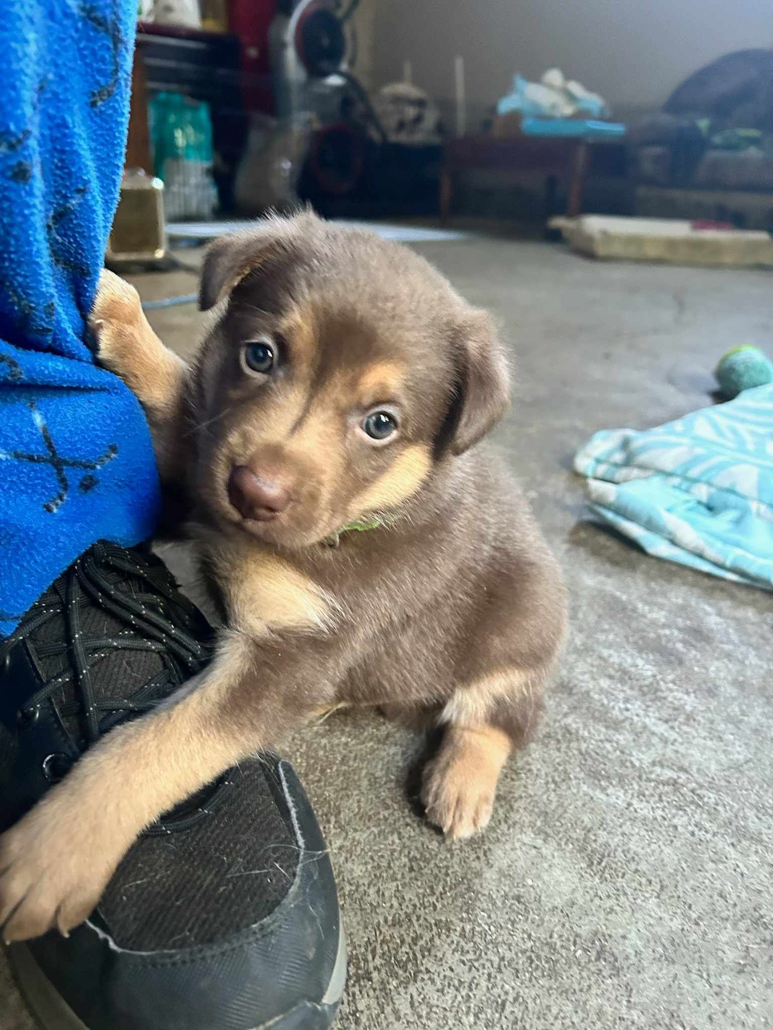 River, Adopted, Puppy Male Labrador Retriever & Border Collie.