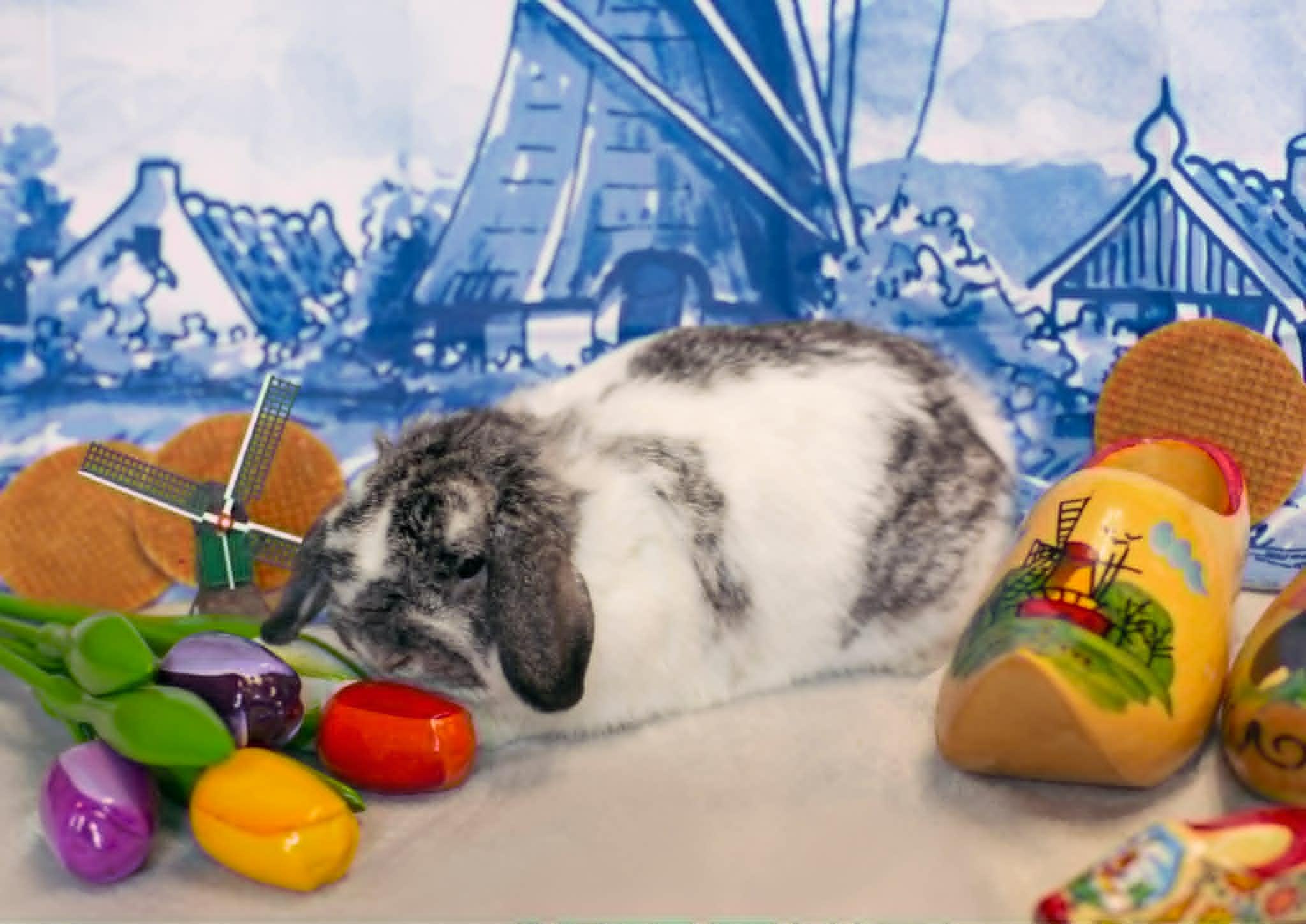 Enlarge Stropwafel (Waffle), an adopted Holland Lop in Grand Rapids, MI image 1/1