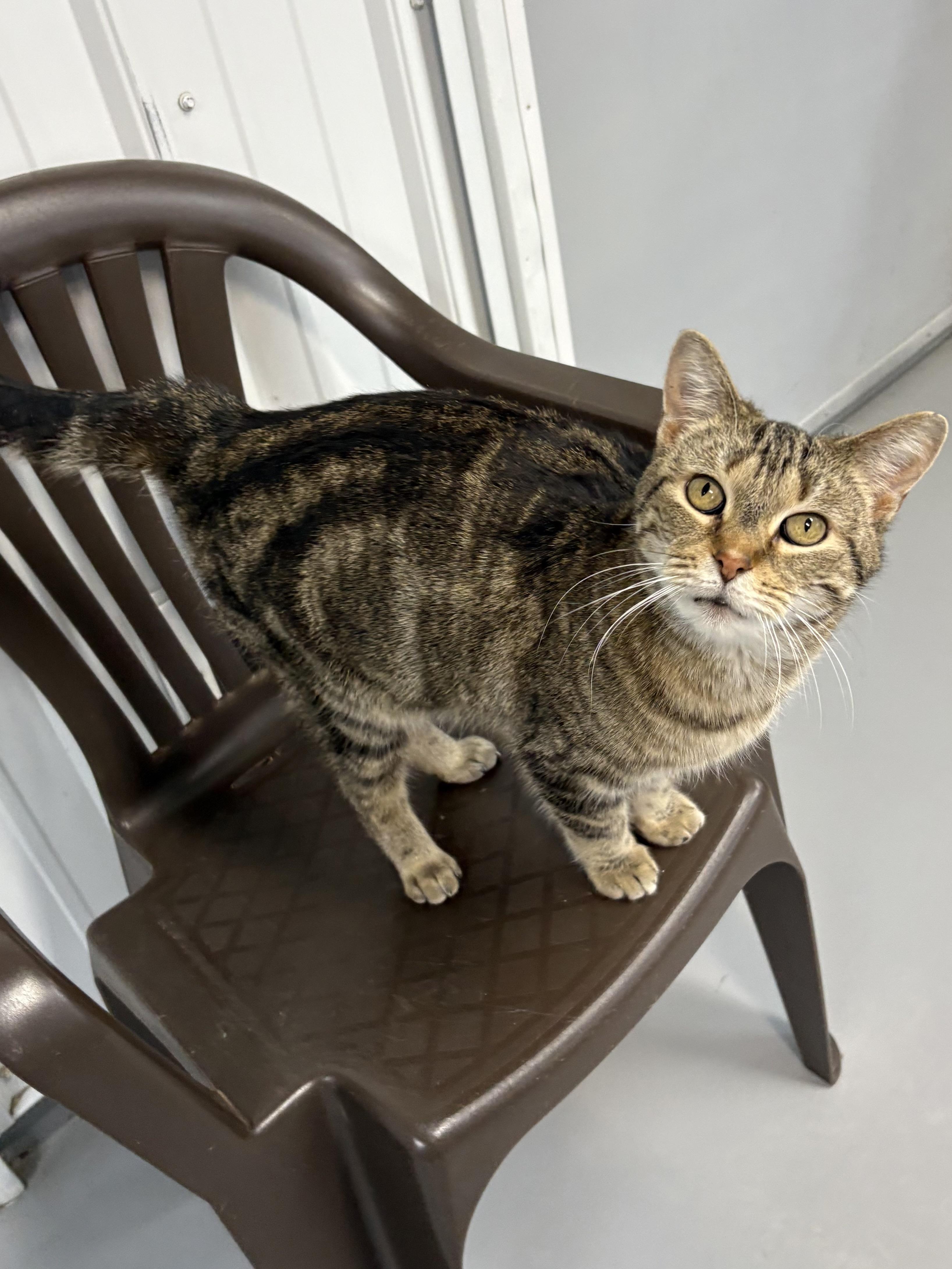 Enlarge Mama Kitty, a ADOPTABLE American Shorthair in Big Rapids, MI image 3/3