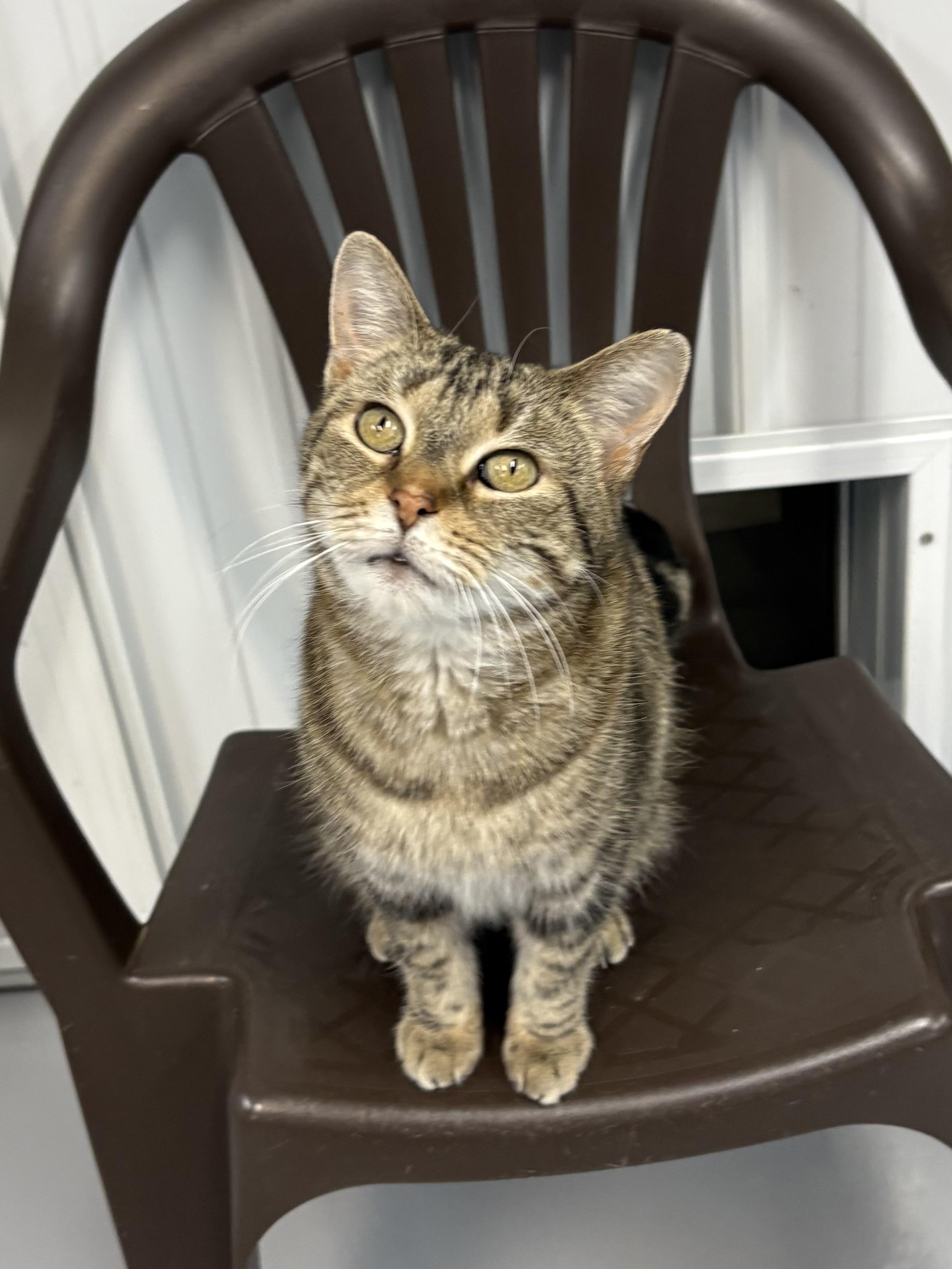 Enlarge Mama Kitty, a ADOPTABLE American Shorthair in Big Rapids, MI image 1/3