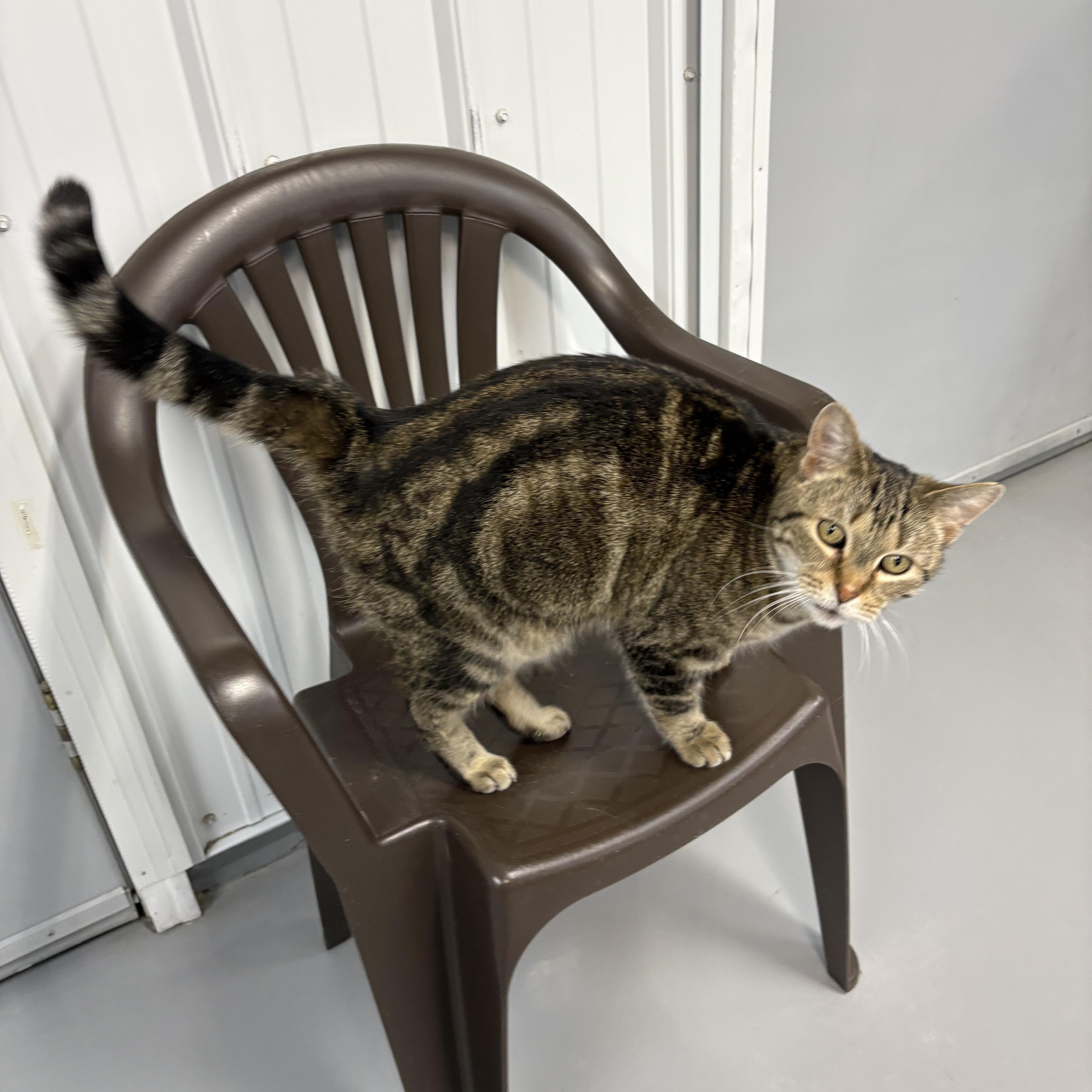Enlarge Mama Kitty, a ADOPTABLE American Shorthair in Big Rapids, MI image 2/3