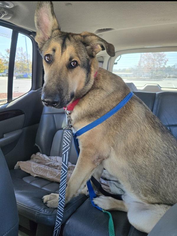 Teddy "Boo-Boo", Adoptable, Young Male German Shepherd Dog.